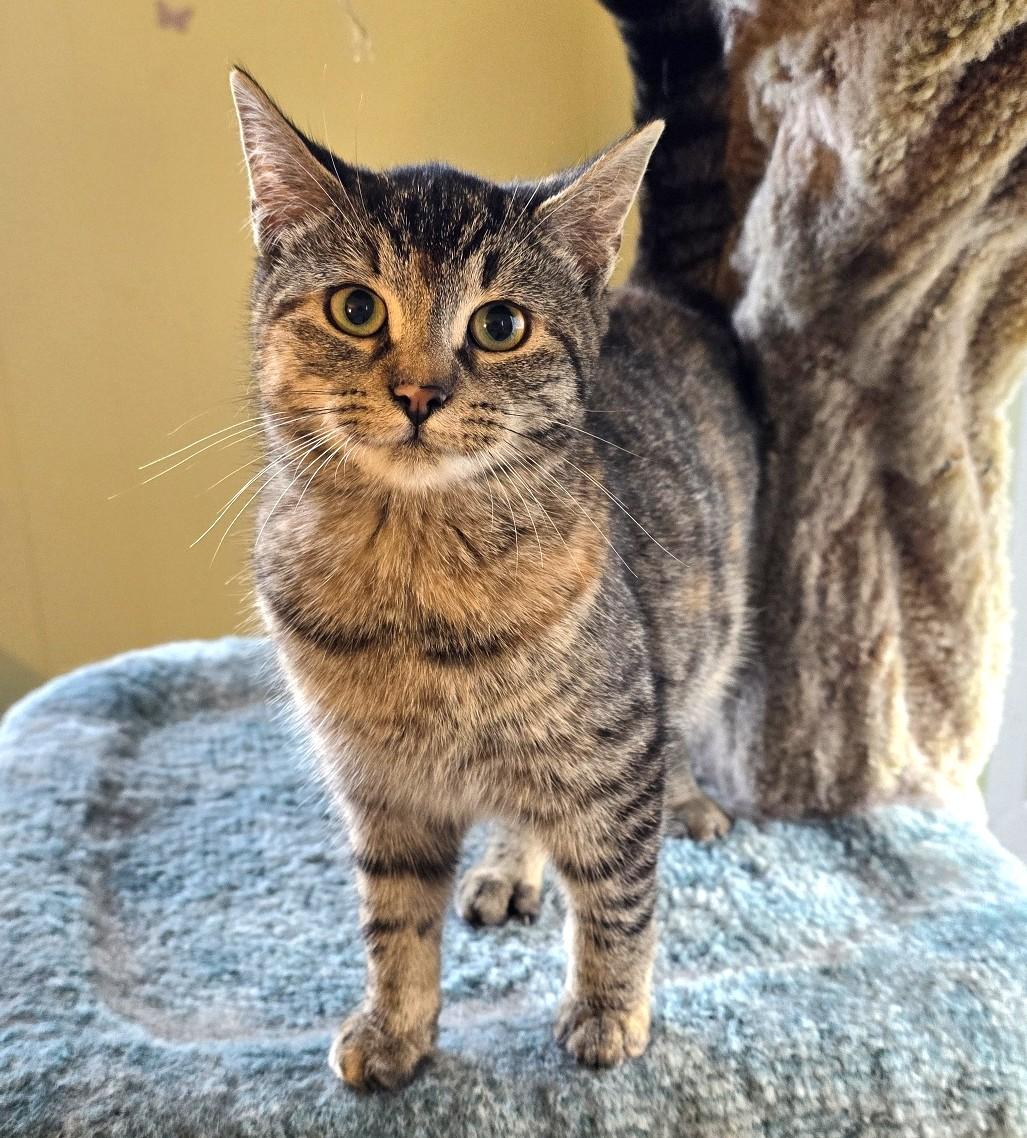 Macy, Adoptable, Kitten Female Domestic Short Hair.