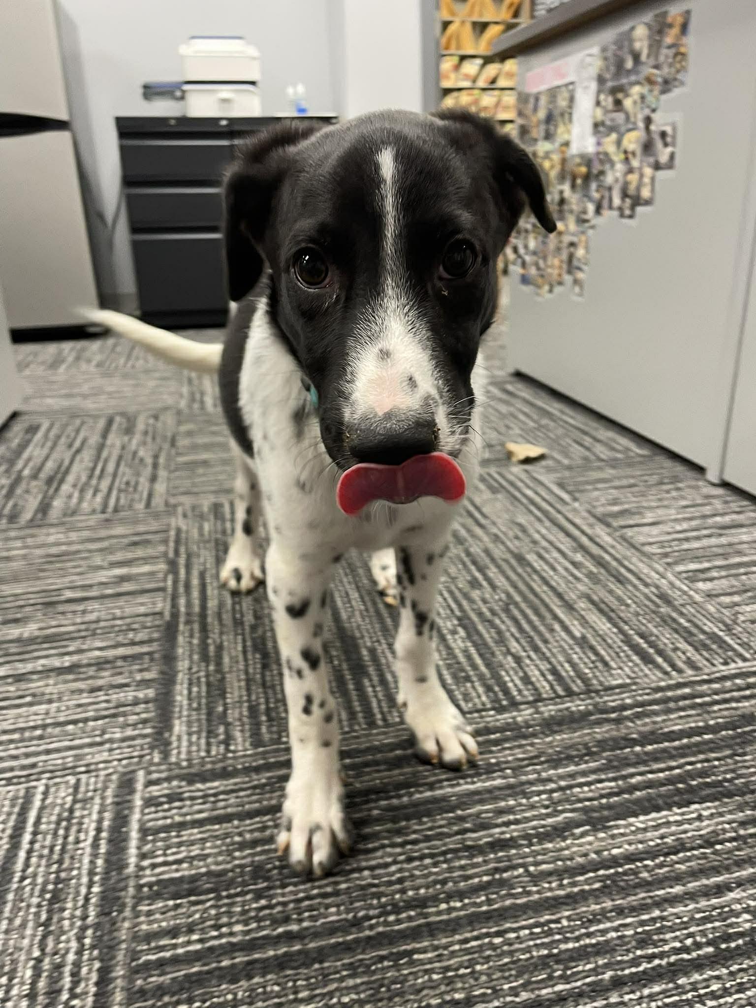Enlarge Delilah , an adopted mixed breed in Kalamazoo, MI image 2/6