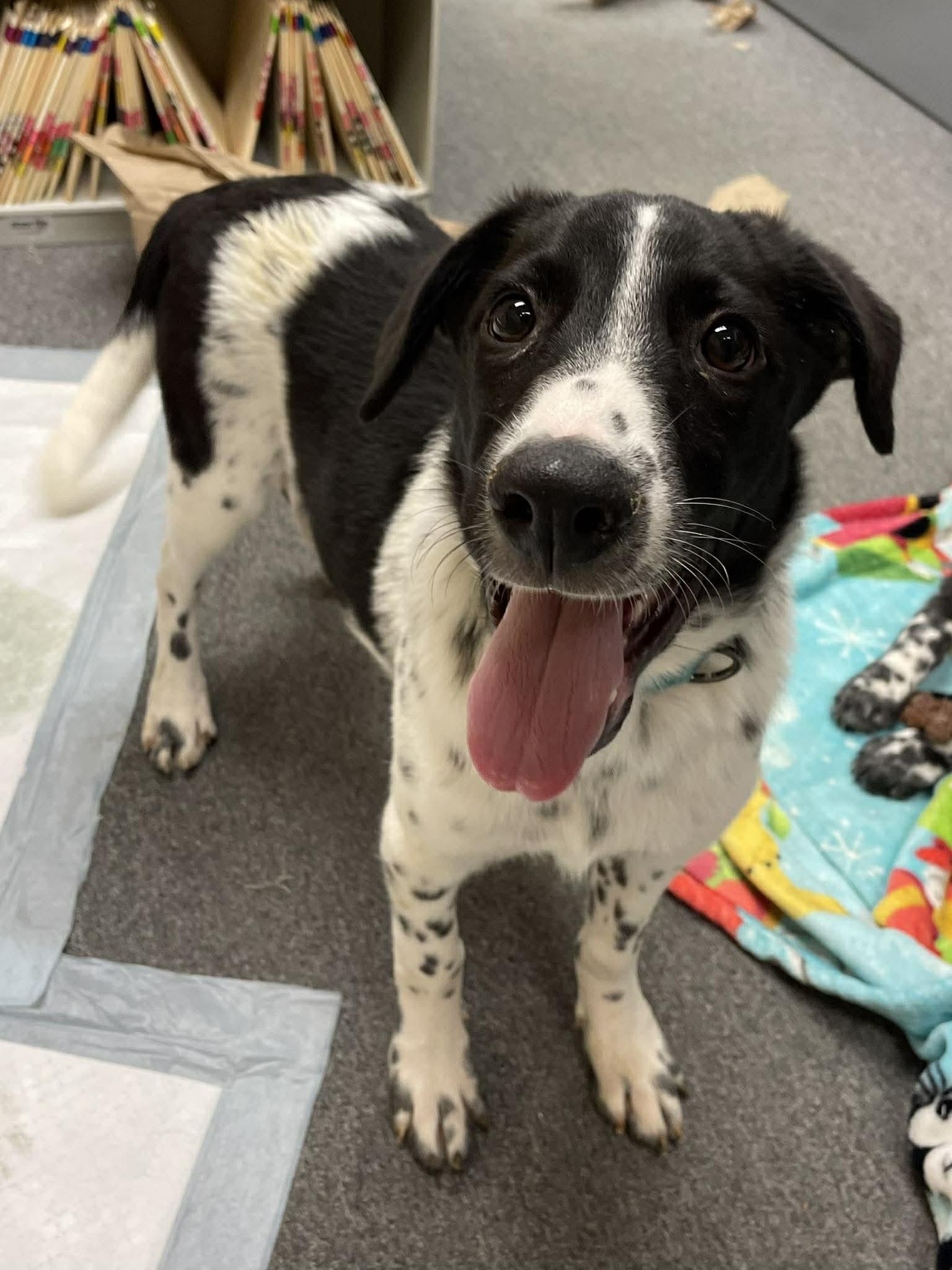 Enlarge Delilah , an adopted mixed breed in Kalamazoo, MI image 6/6