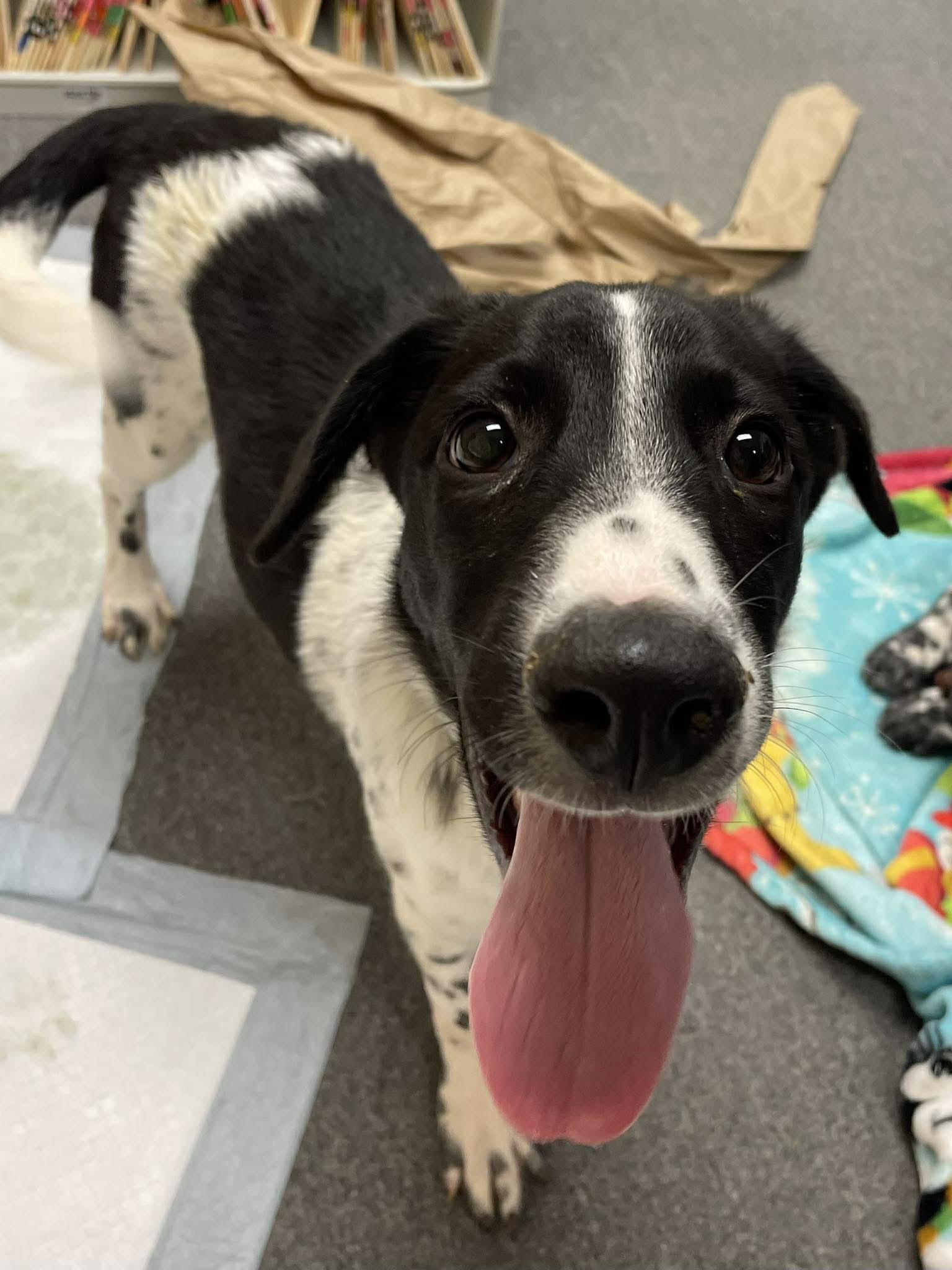 Delilah , adopted, Puppy Female Cattle Dog & Spaniel.