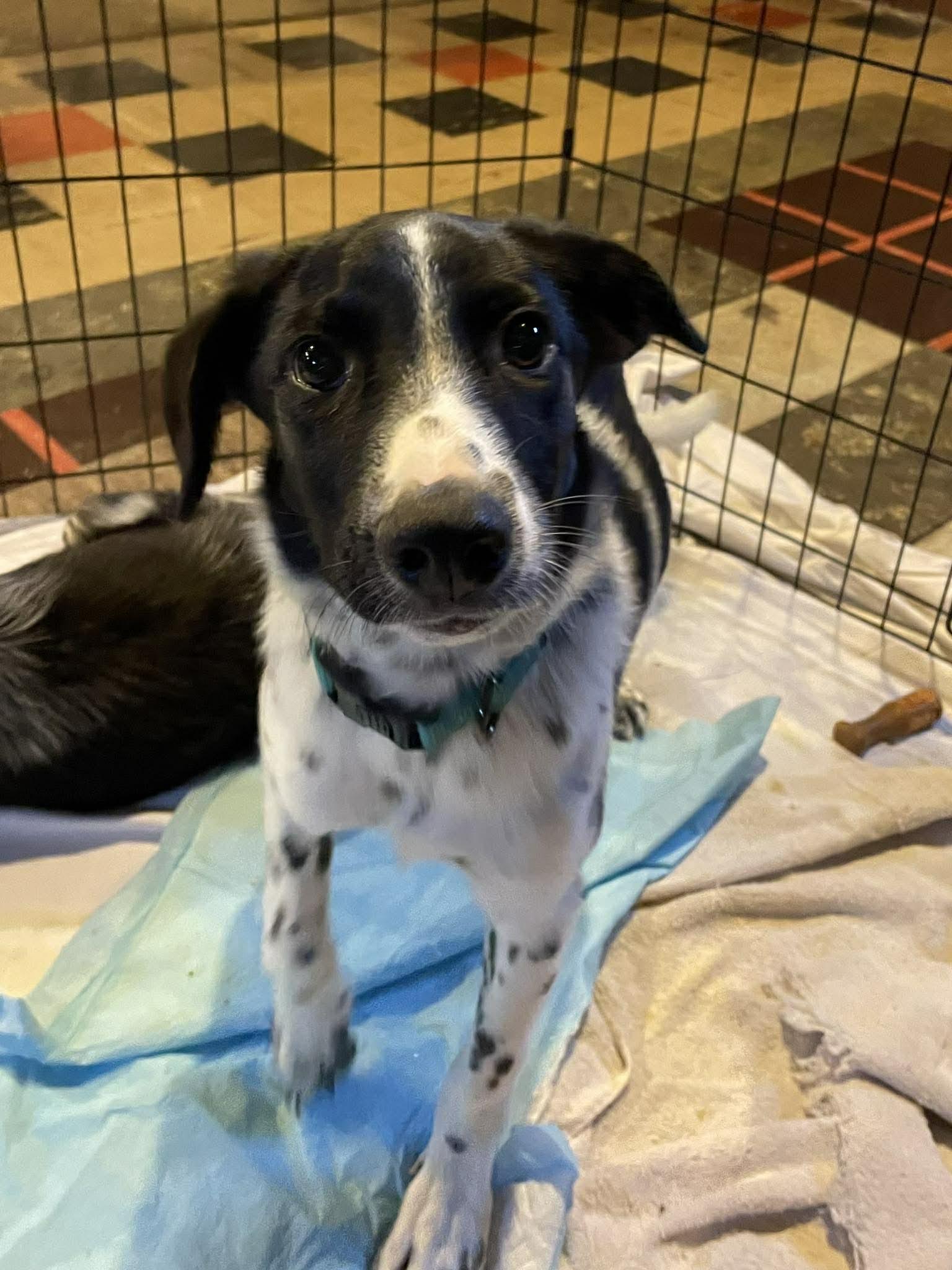 Enlarge Delilah , an adopted mixed breed in Kalamazoo, MI image 5/6