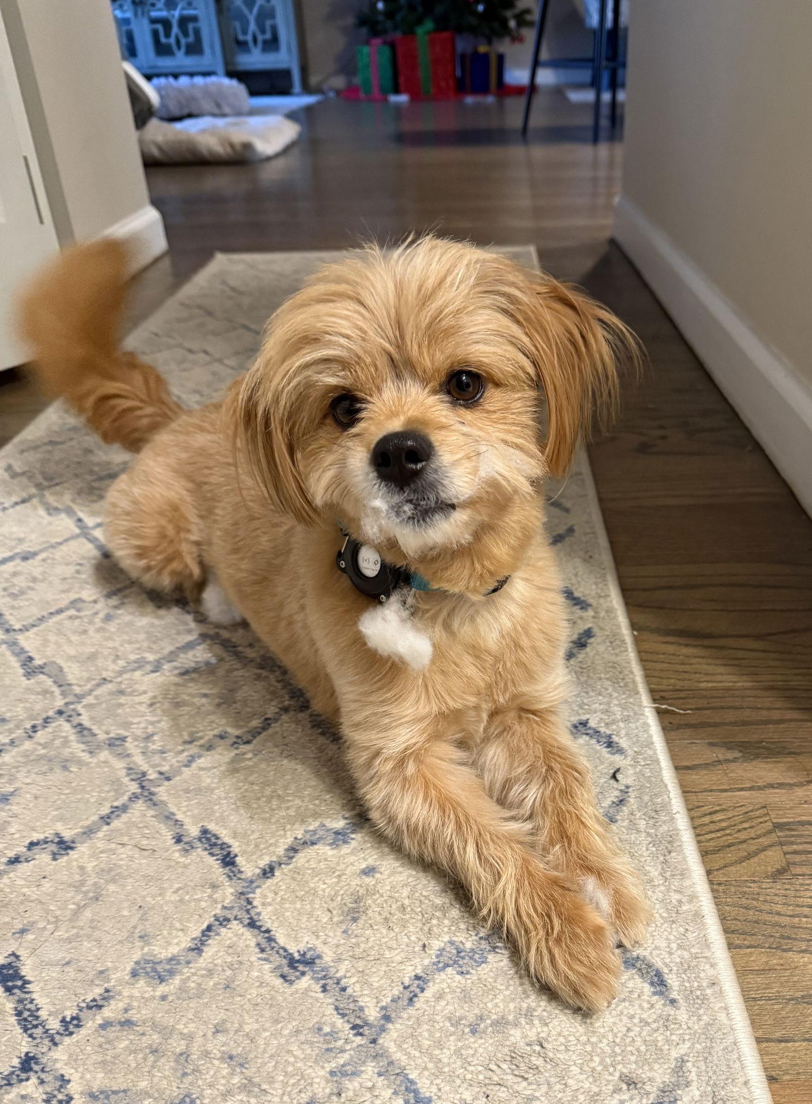 Lily, Adoptable, Adult Female Yorkshire Terrier.