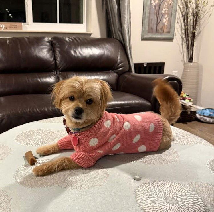 Lily, Adoptable, Adult Female Yorkshire Terrier.