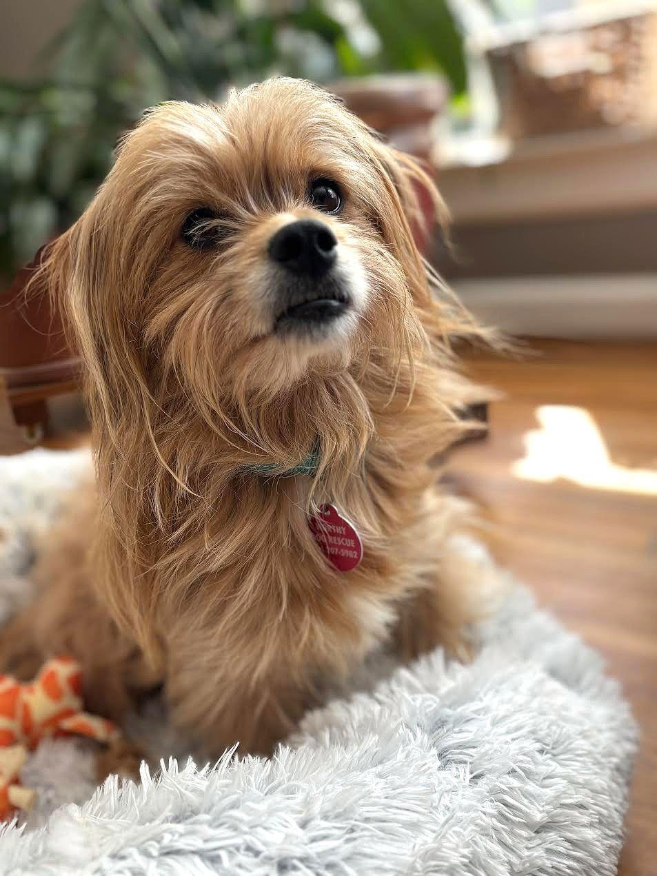 Lily, a Adoptable Yorkshire Terrier in Arlington, VA image 2/3
