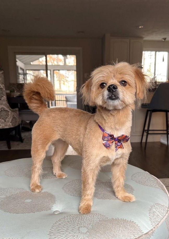 Lily, a Adoptable Yorkshire Terrier in Arlington, VA image 3/3