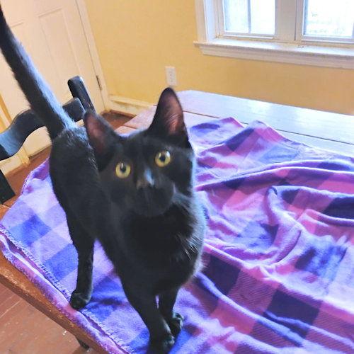 Theodore, Adoptable, Young Male Domestic Short Hair.