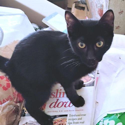 Enlarge Theodore, a Adoptable Domestic Short Hair in Rutherfordton, NC image 2/3