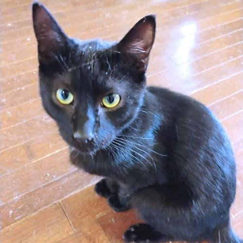 Enlarge Theodore, a Adoptable Domestic Short Hair in Rutherfordton, NC image 3/3