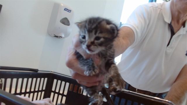 BUTTON, Adoptable, Kitten Female Domestic Medium Hair.