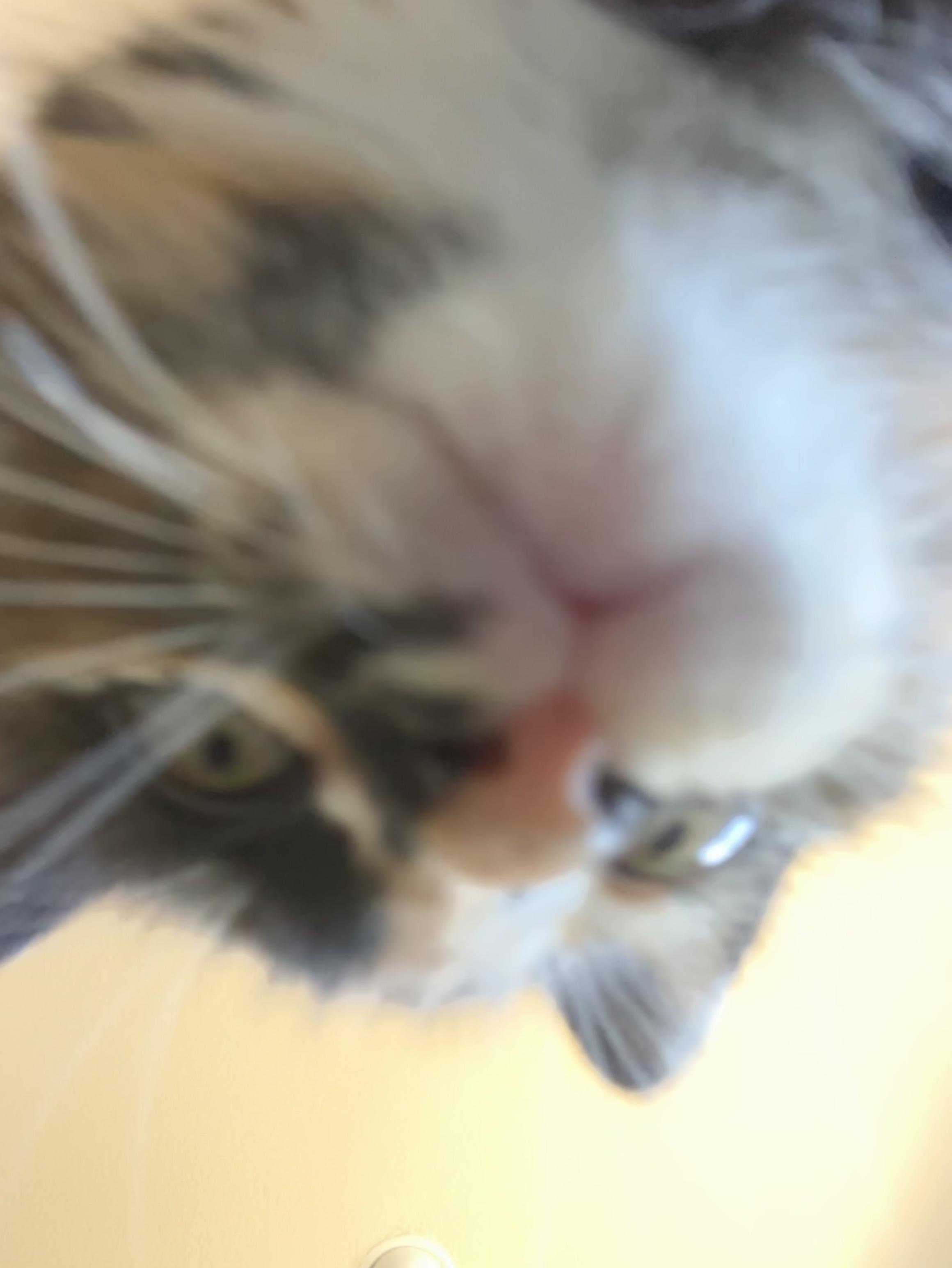 Enlarge Betty Davis, a Adopted Domestic Medium Hair in Hayward, CA image 1/6