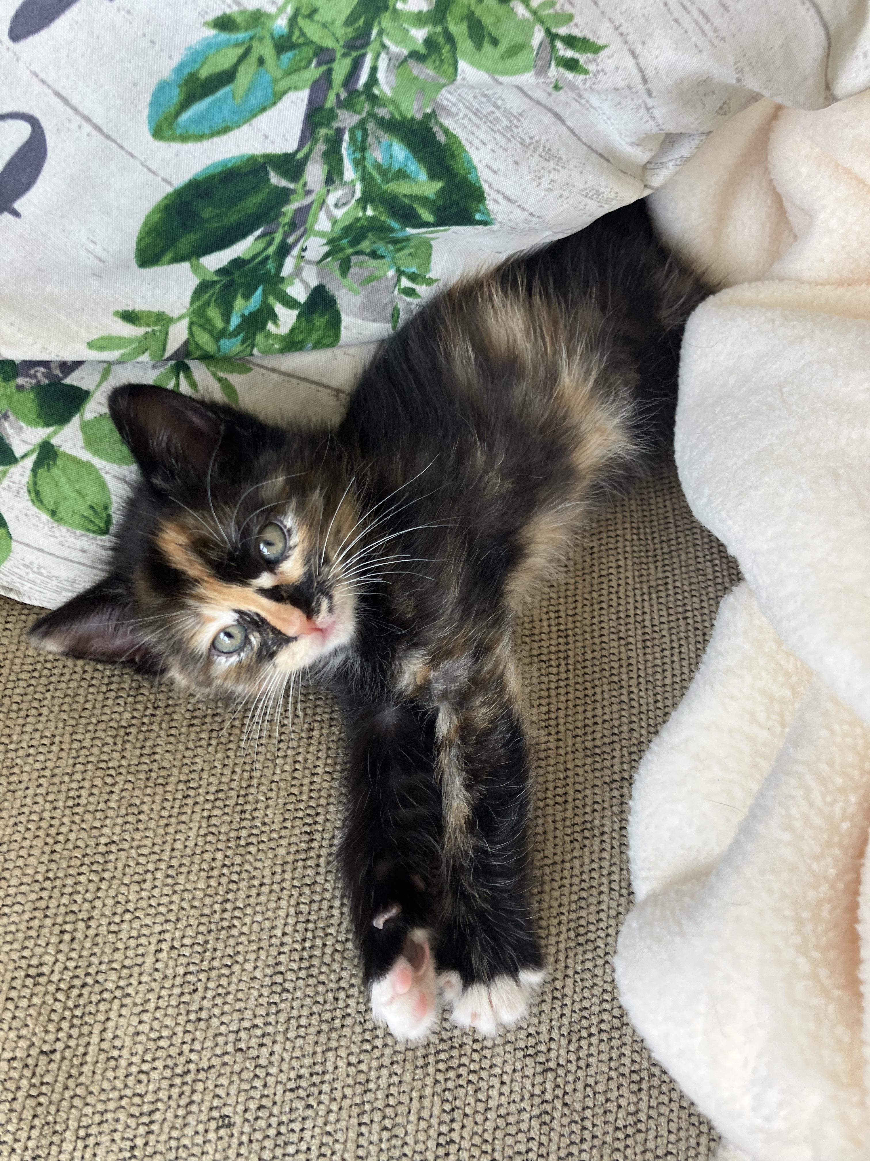 Enlarge Betty Davis, a Adopted Domestic Medium Hair in Hayward, CA image 2/6