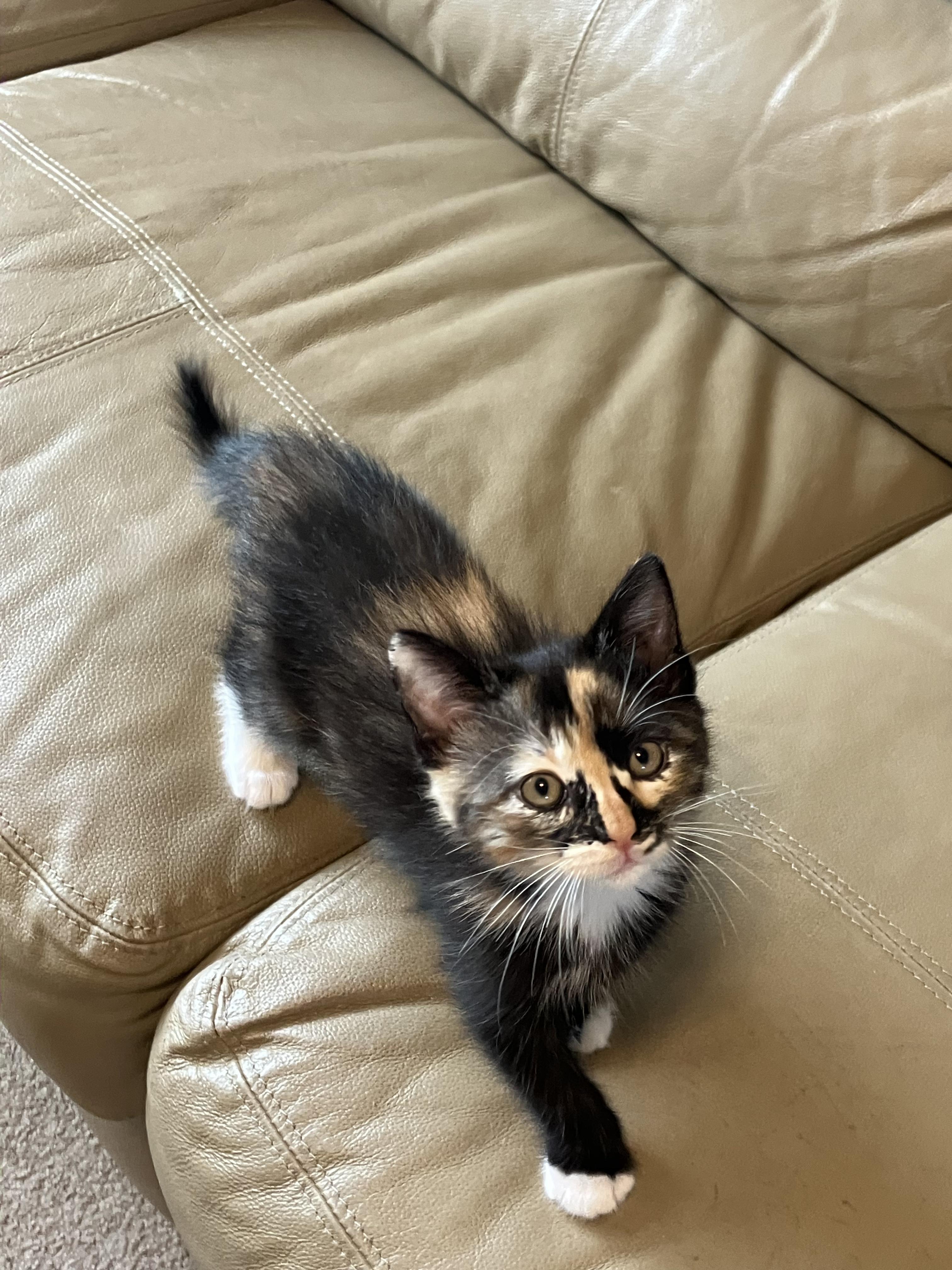 Enlarge Betty Davis, a Adopted Domestic Medium Hair in Hayward, CA image 3/6