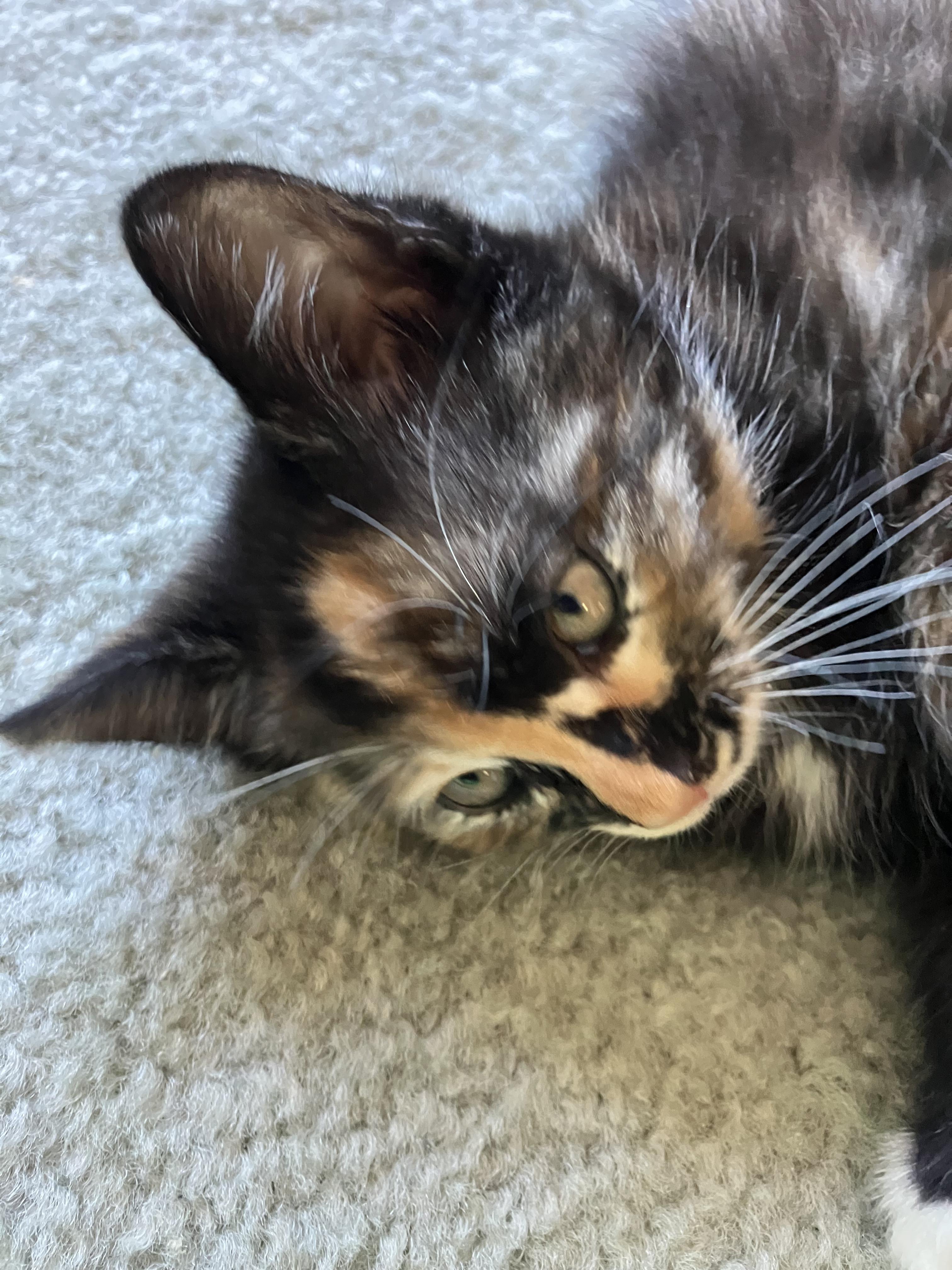 Enlarge Betty Davis, a Adopted Domestic Medium Hair in Hayward, CA image 5/6