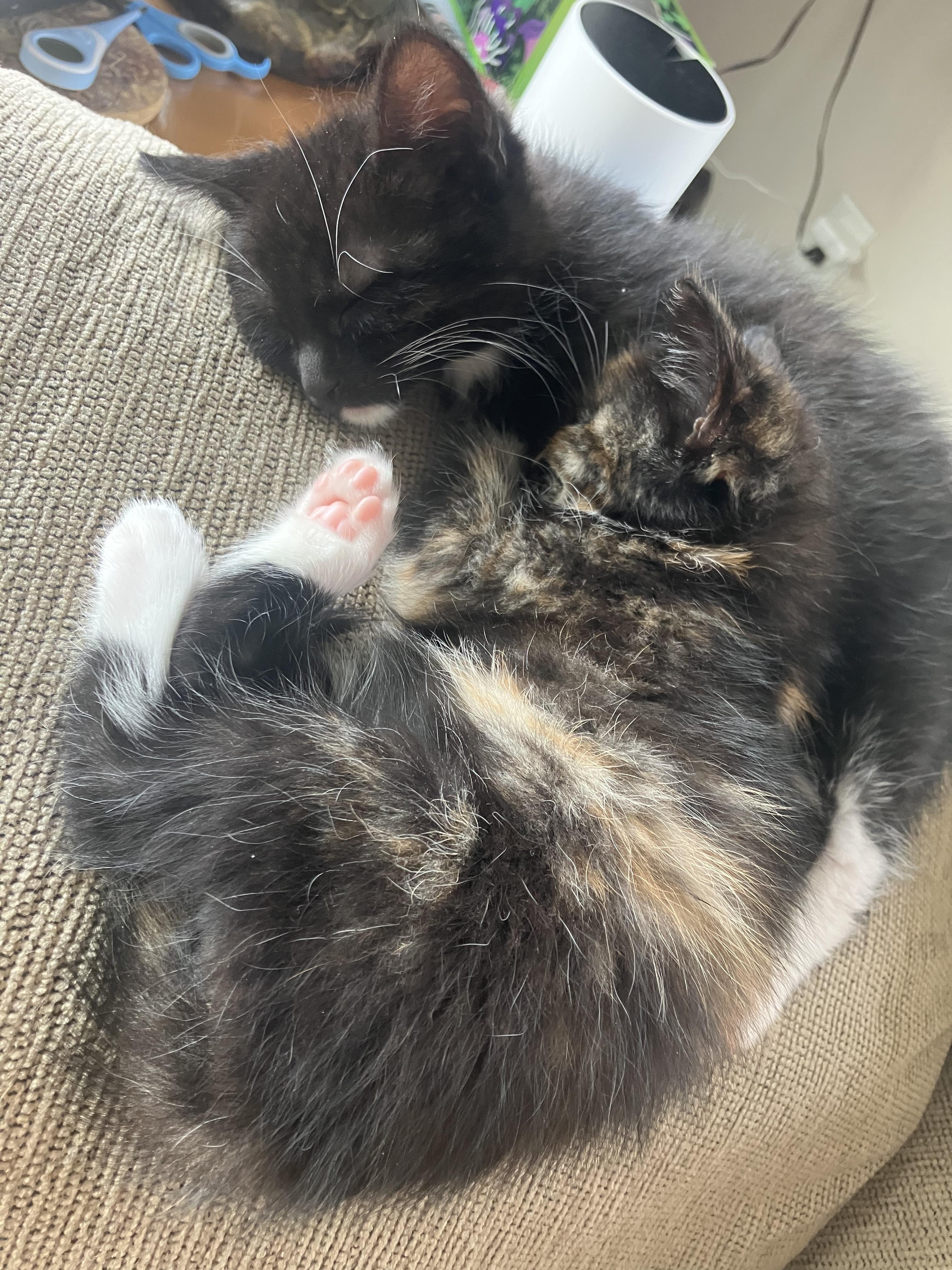 Enlarge Betty Davis, a Adopted Domestic Medium Hair in Hayward, CA image 6/6