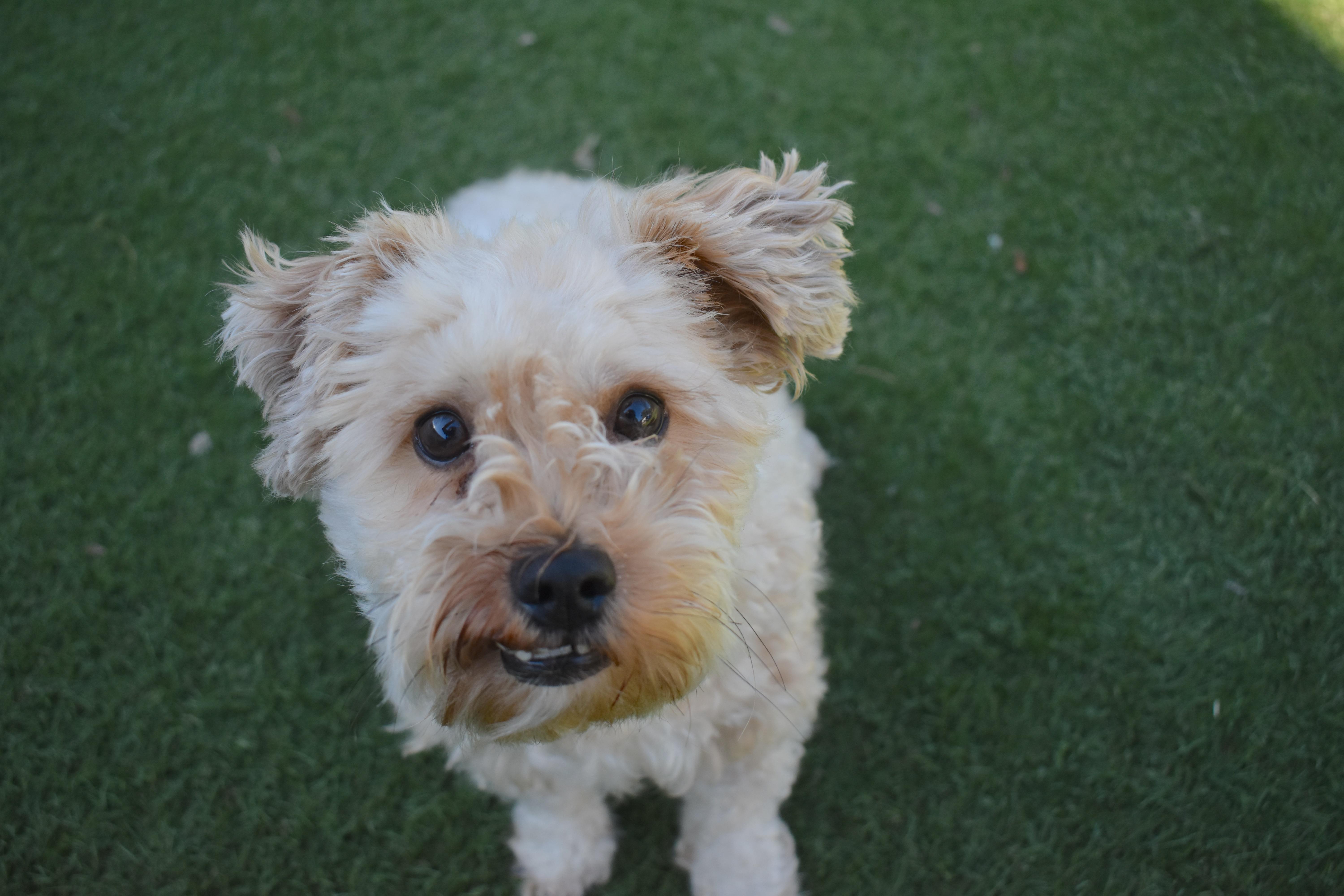 Enlarge Chicken Nugget, a Adoptable mixed breed in Auburn, NE image 2/6