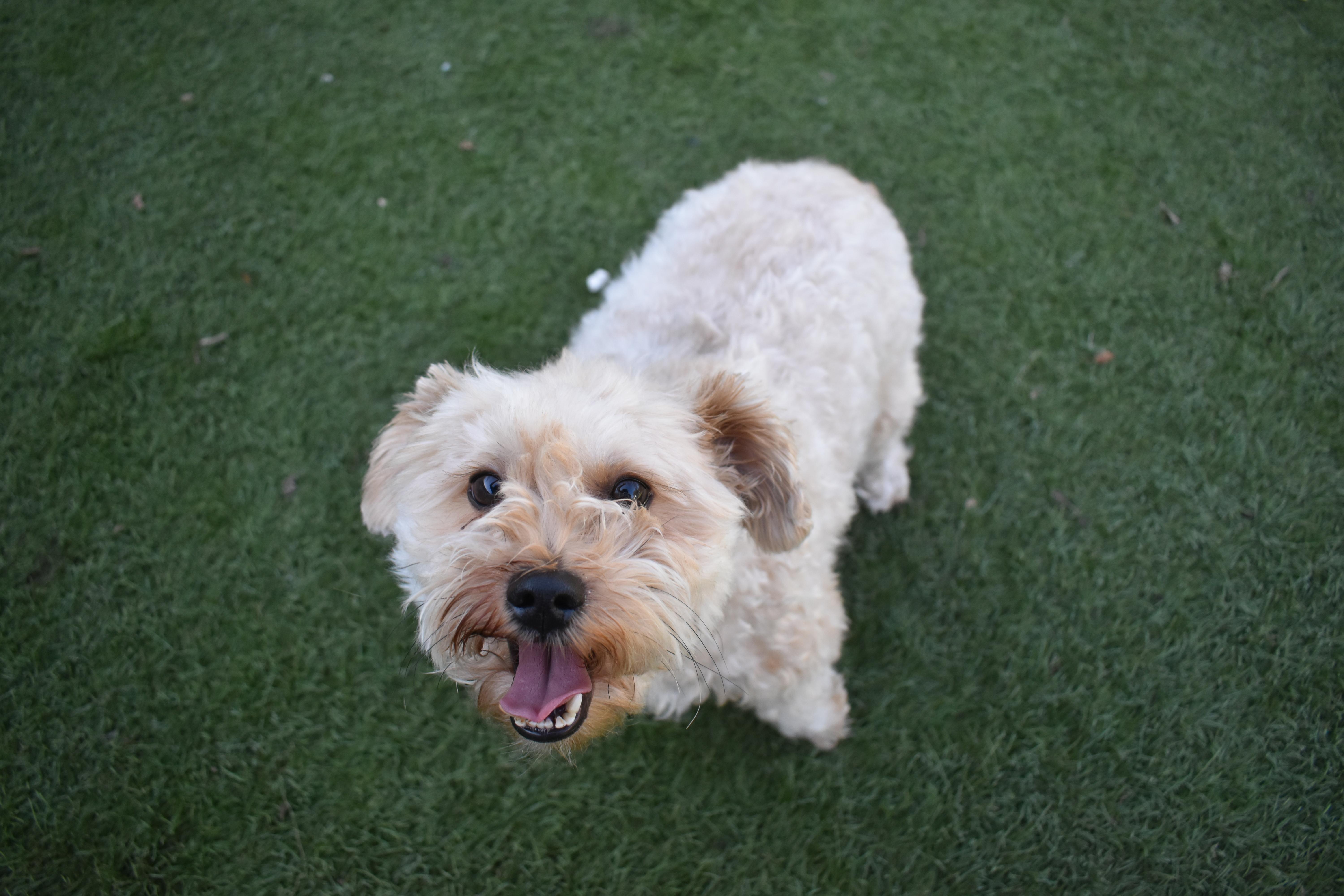 Enlarge Chicken Nugget, a Adoptable mixed breed in Auburn, NE image 6/6