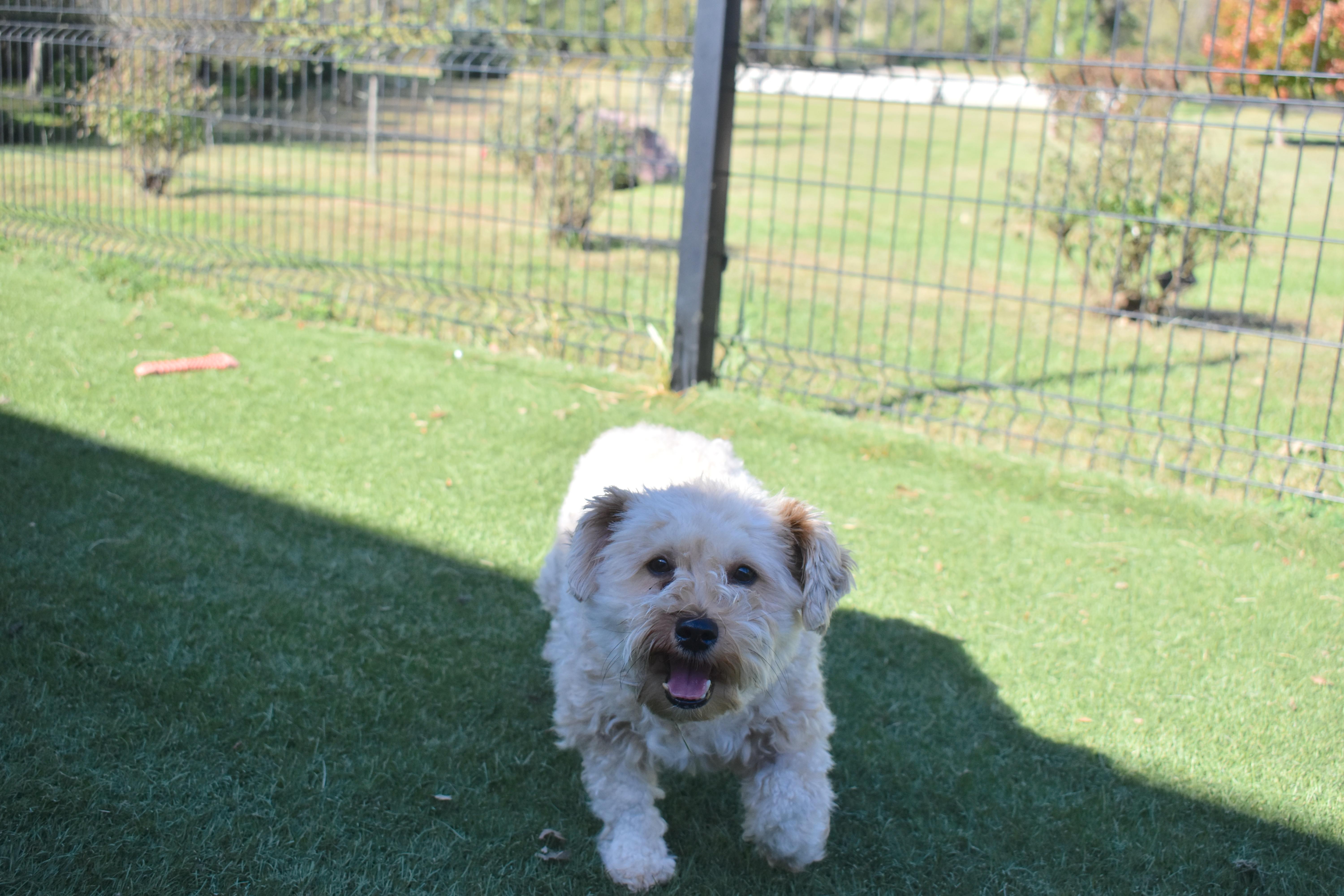 Enlarge Chicken Nugget, a Adoptable mixed breed in Auburn, NE image 5/6