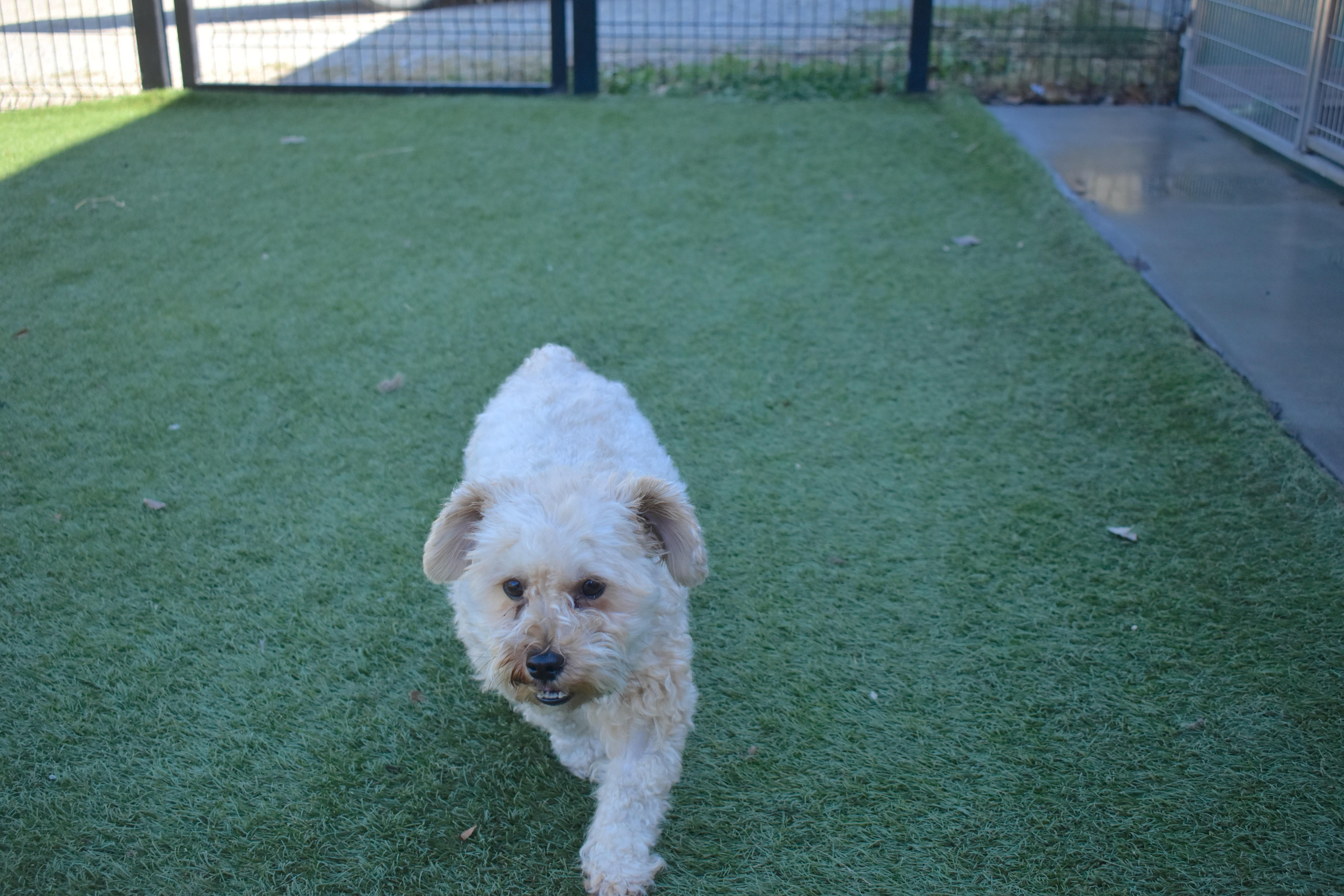 Enlarge Chicken Nugget, a Adoptable mixed breed in Auburn, NE image 4/6