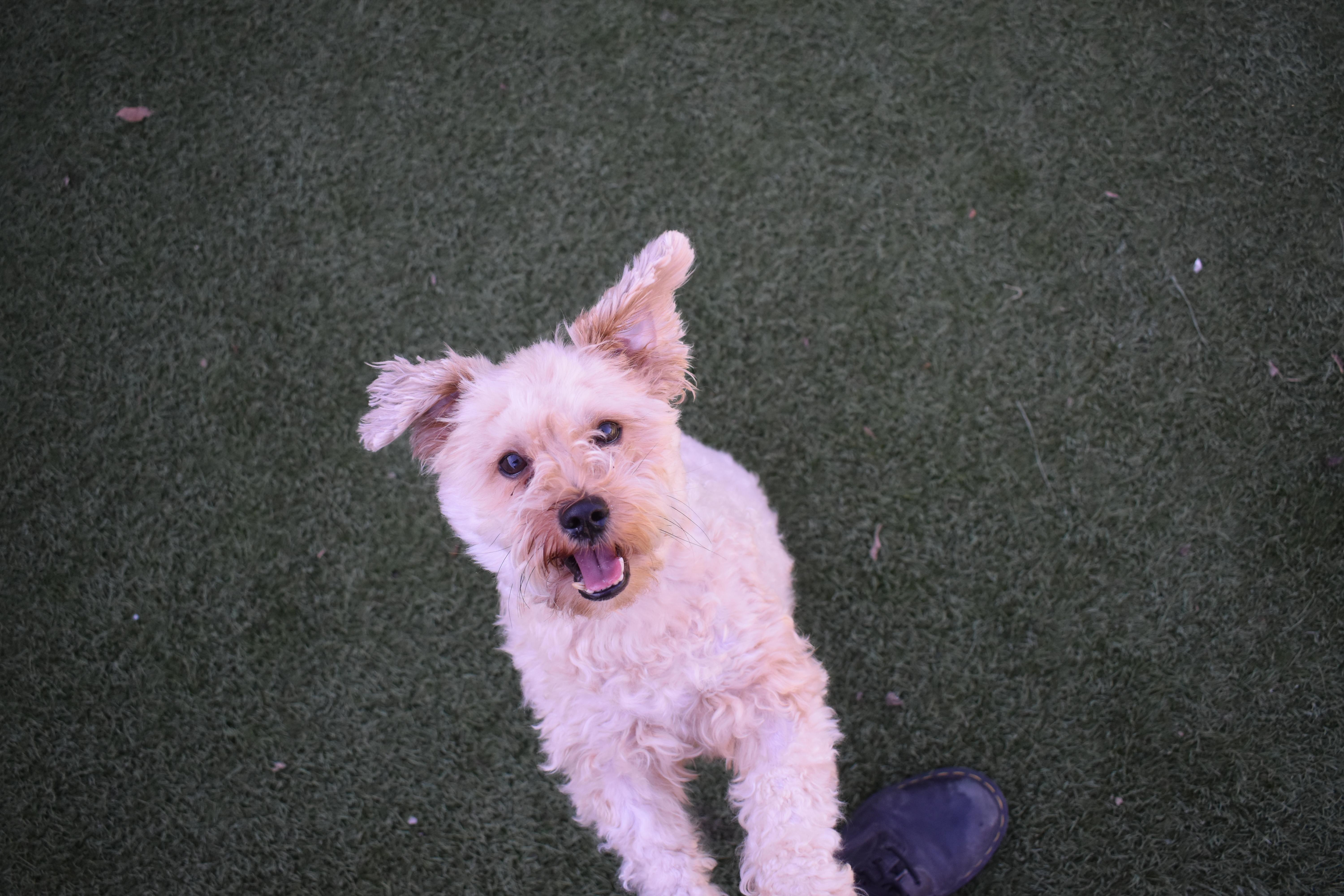 Enlarge Chicken Nugget, a Adoptable mixed breed in Auburn, NE image 3/6