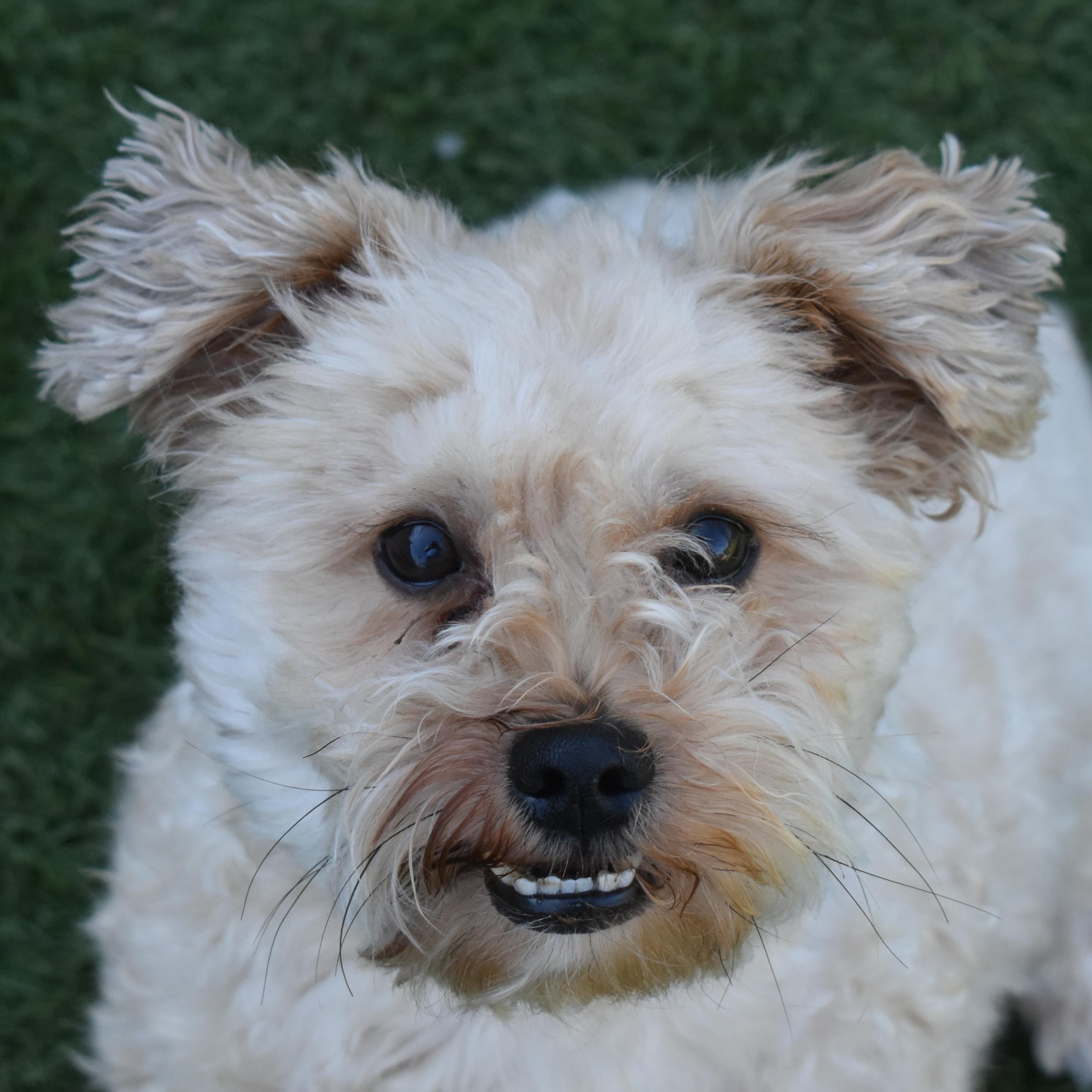 Chicken Nugget, Adoptable, Young Male Miniature Poodle & Maltese.