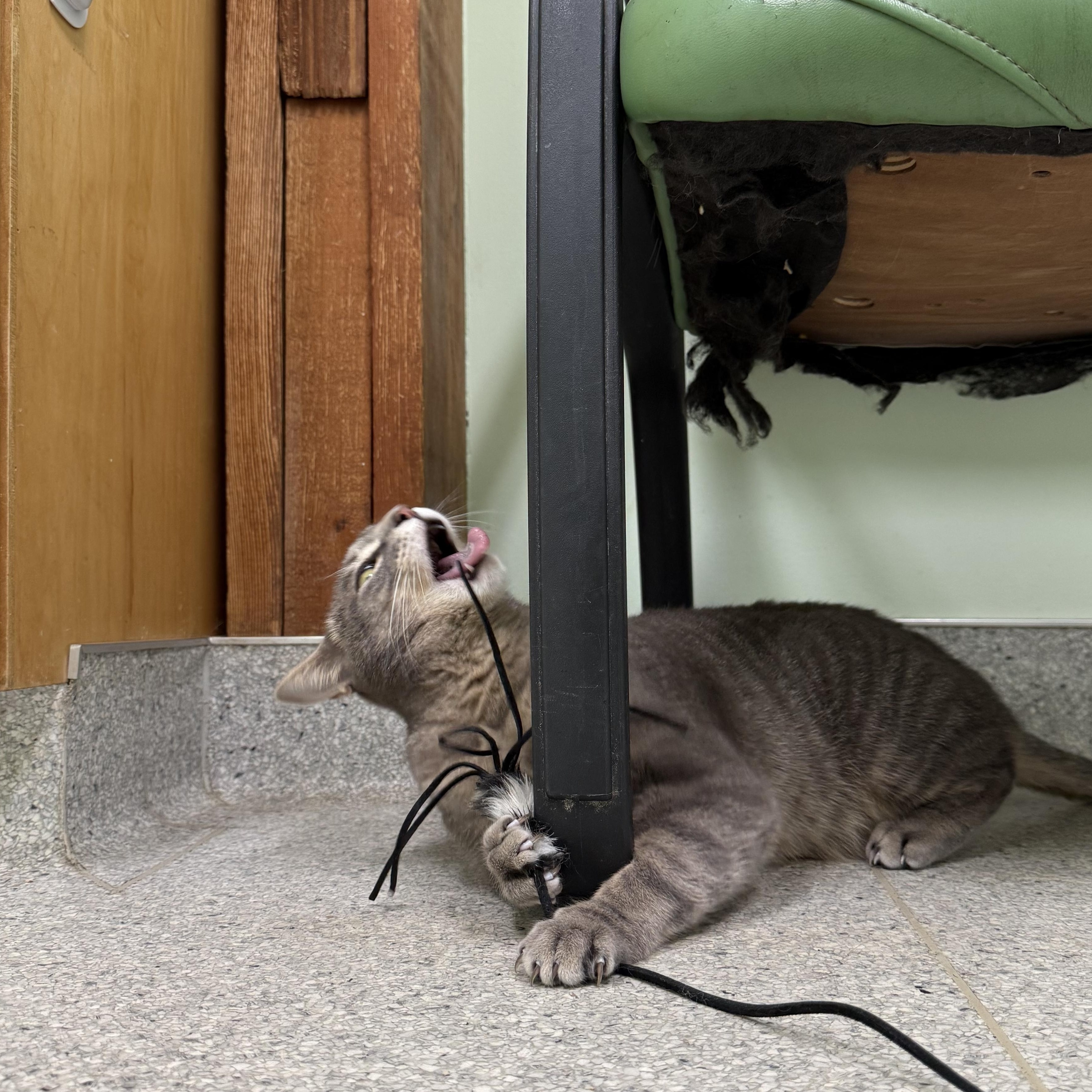 Enlarge Johnny, a ADOPTABLE Domestic Short Hair in Kent, WA image 5/5