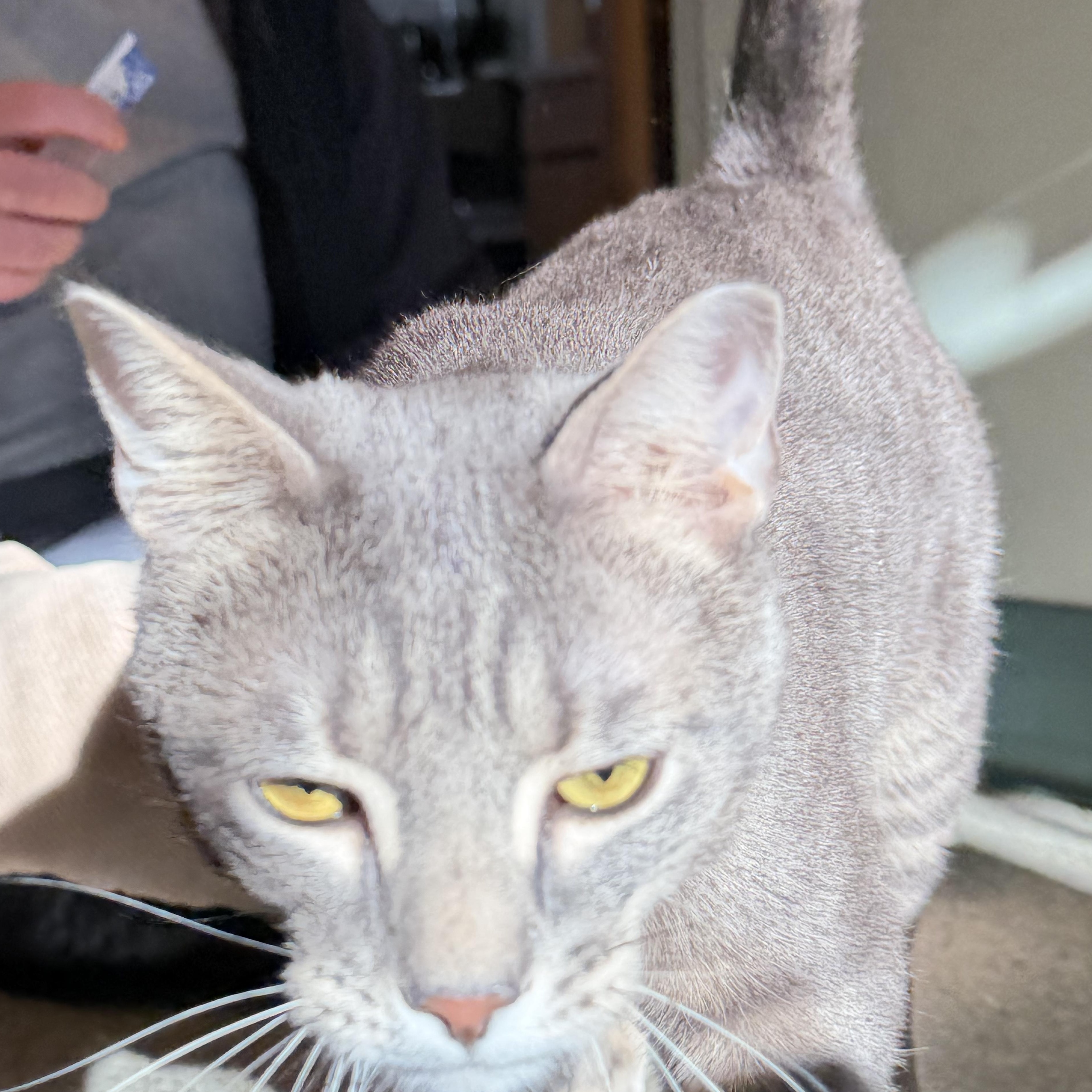 Johnny, ADOPTABLE, Young Male Domestic Short Hair.