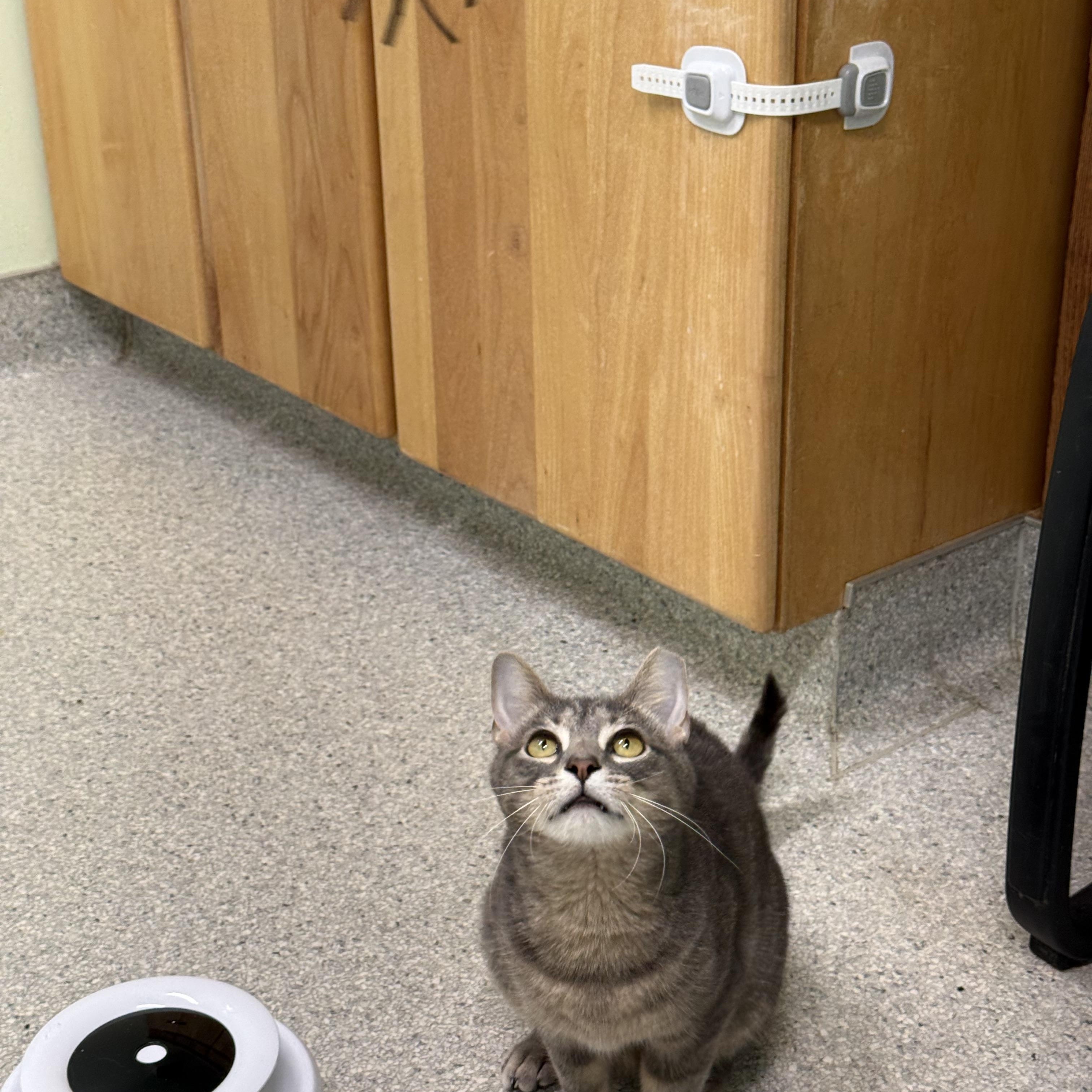 Enlarge Johnny, a ADOPTABLE Domestic Short Hair in Kent, WA image 4/5