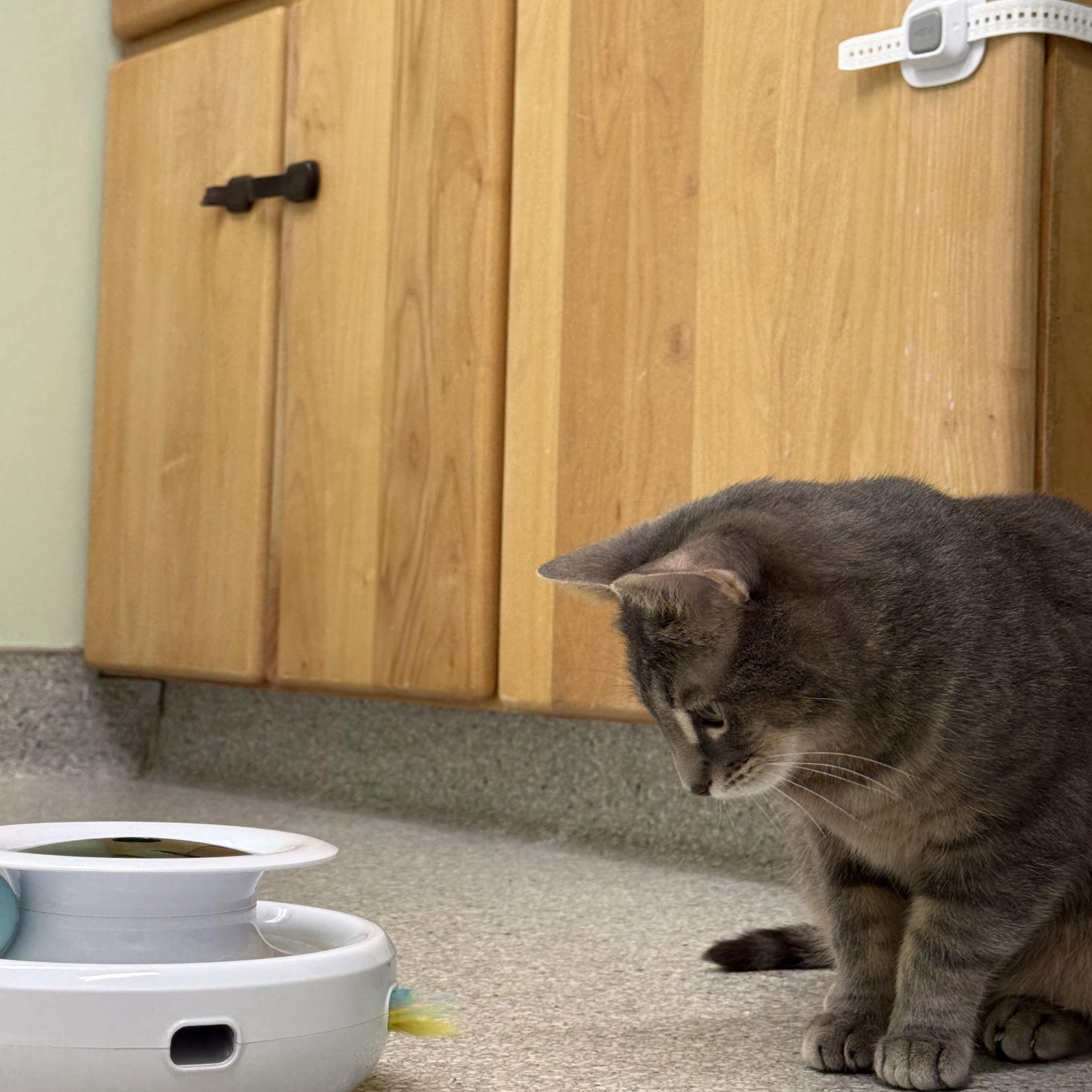 Enlarge Johnny, a ADOPTABLE Domestic Short Hair in Kent, WA image 3/5