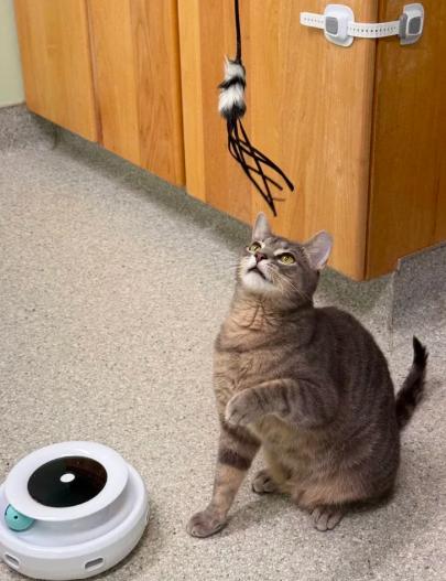 Johnny, ADOPTABLE, Young Male Domestic Short Hair.