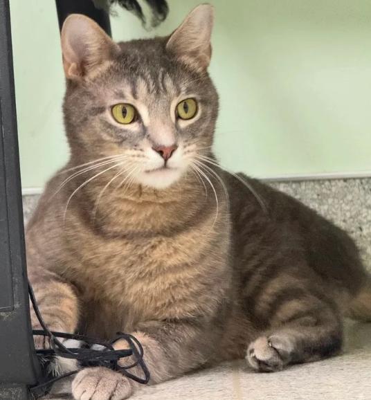 Enlarge Johnny, a ADOPTABLE Domestic Short Hair in Kent, WA image 1/3