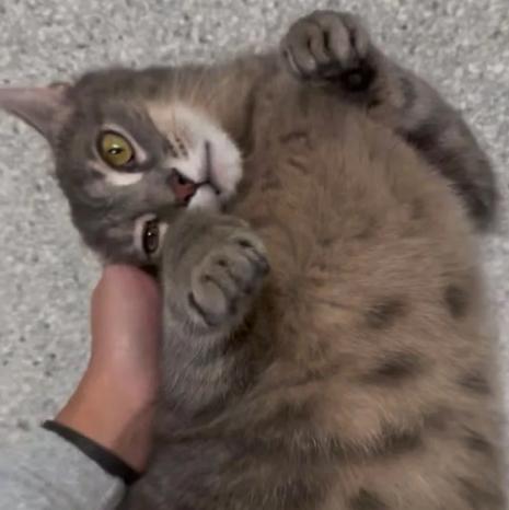 Enlarge Johnny, a ADOPTABLE Domestic Short Hair in Kent, WA image 2/3