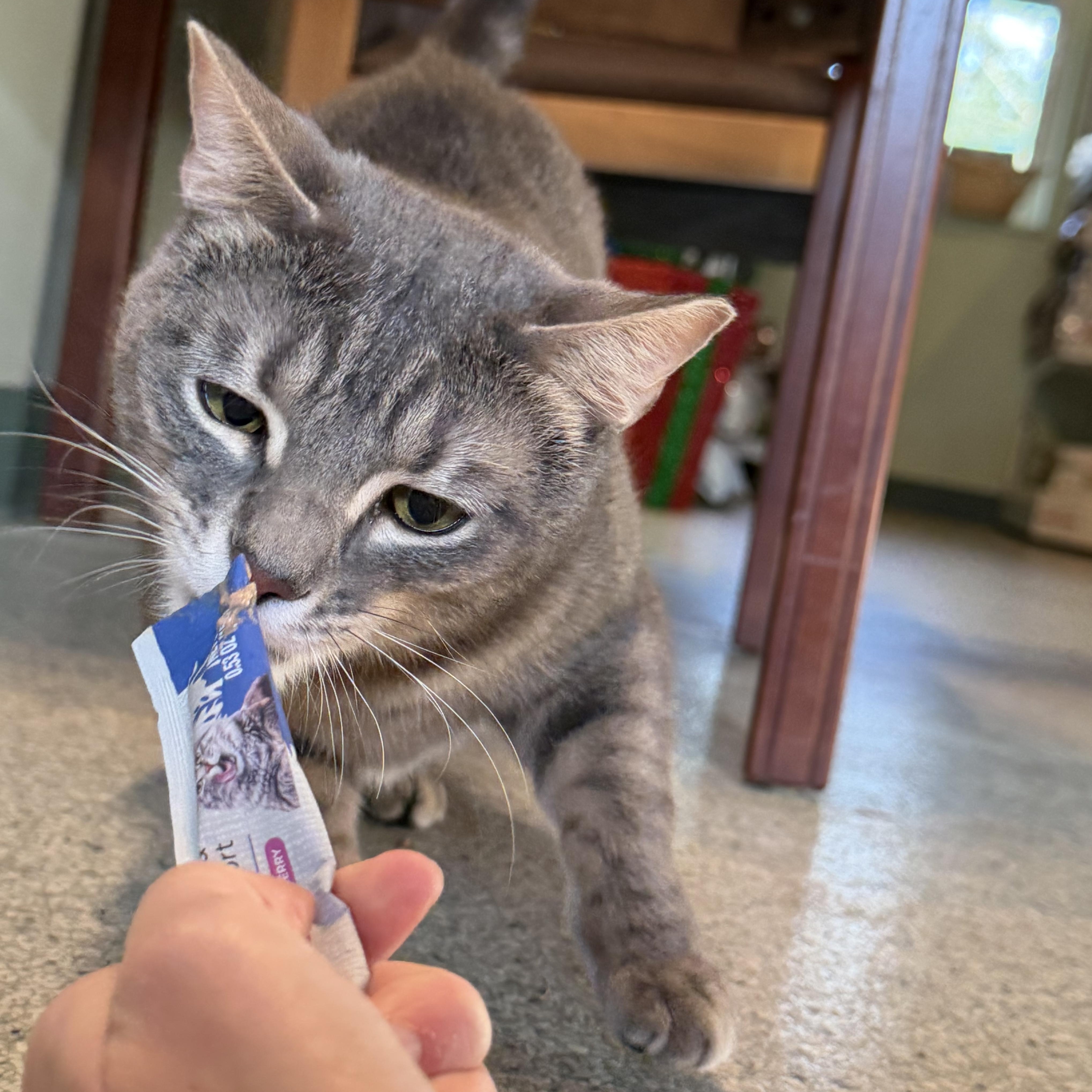 Johnny, ADOPTABLE, Young Male Domestic Short Hair.