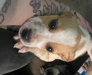 Copper, Adoptable, Puppy Male Mixed Breed.