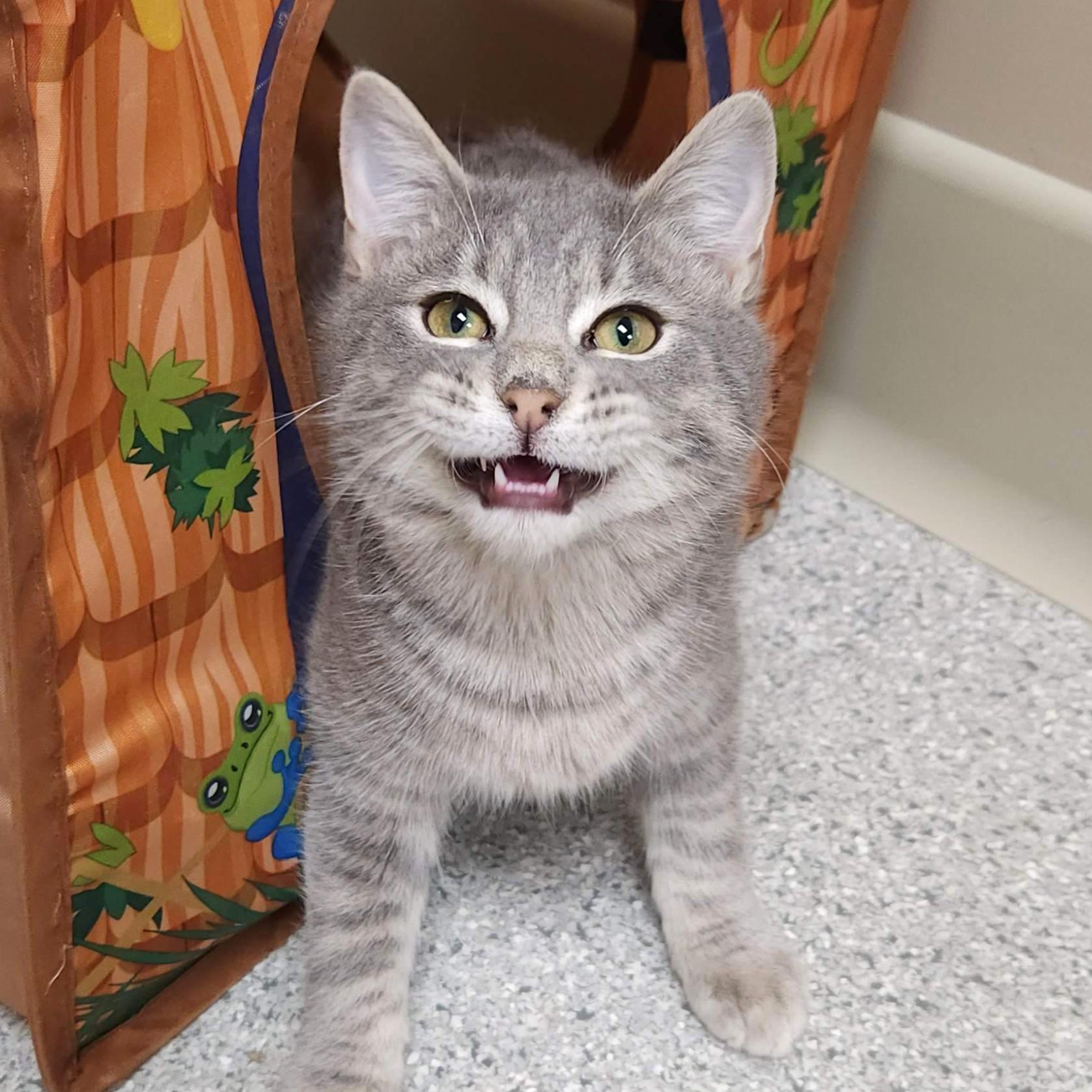 Enlarge Shortcake, a Adoptable Domestic Short Hair in Marshfield, WI image 2/6