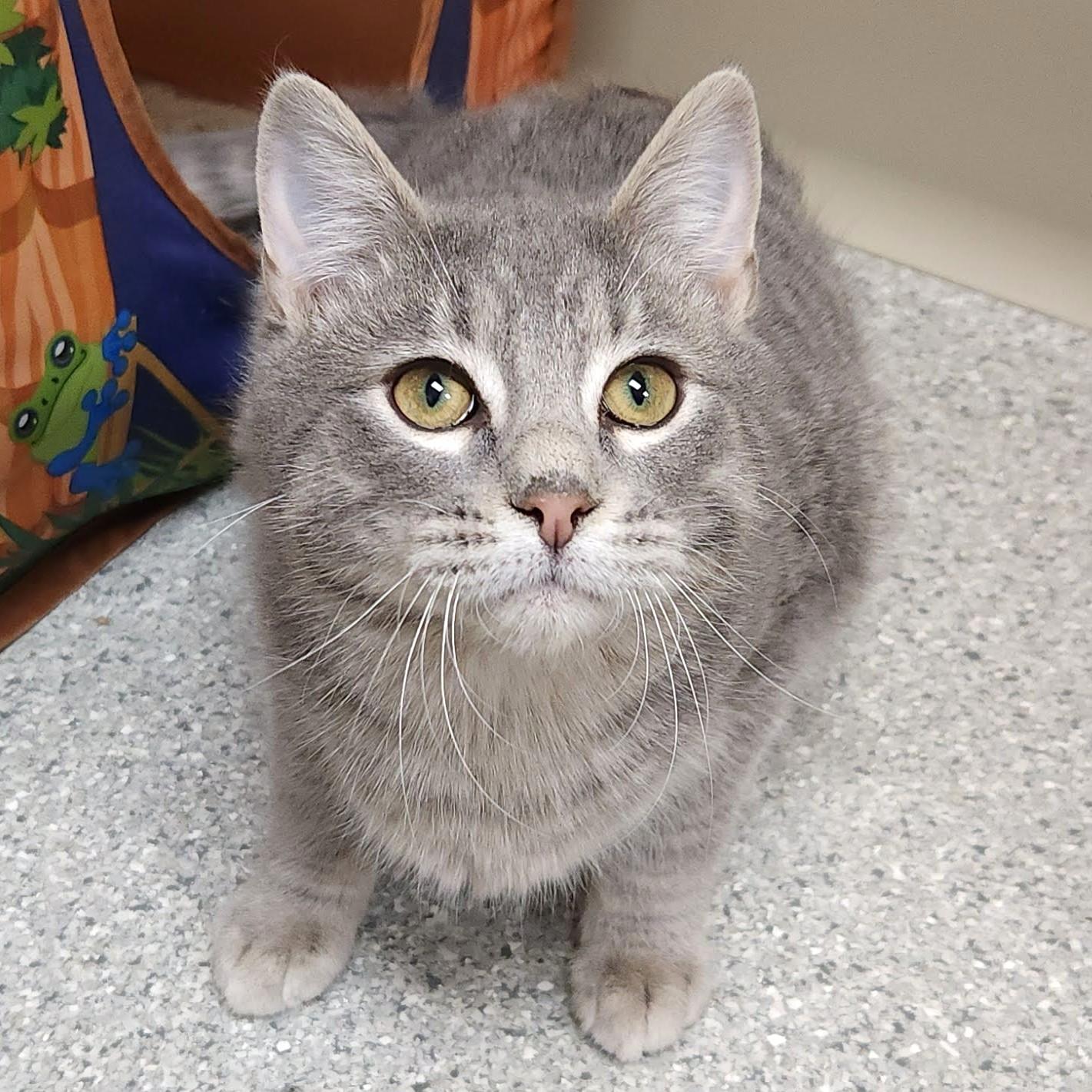 Enlarge Shortcake, a Adoptable Domestic Short Hair in Marshfield, WI image 4/6