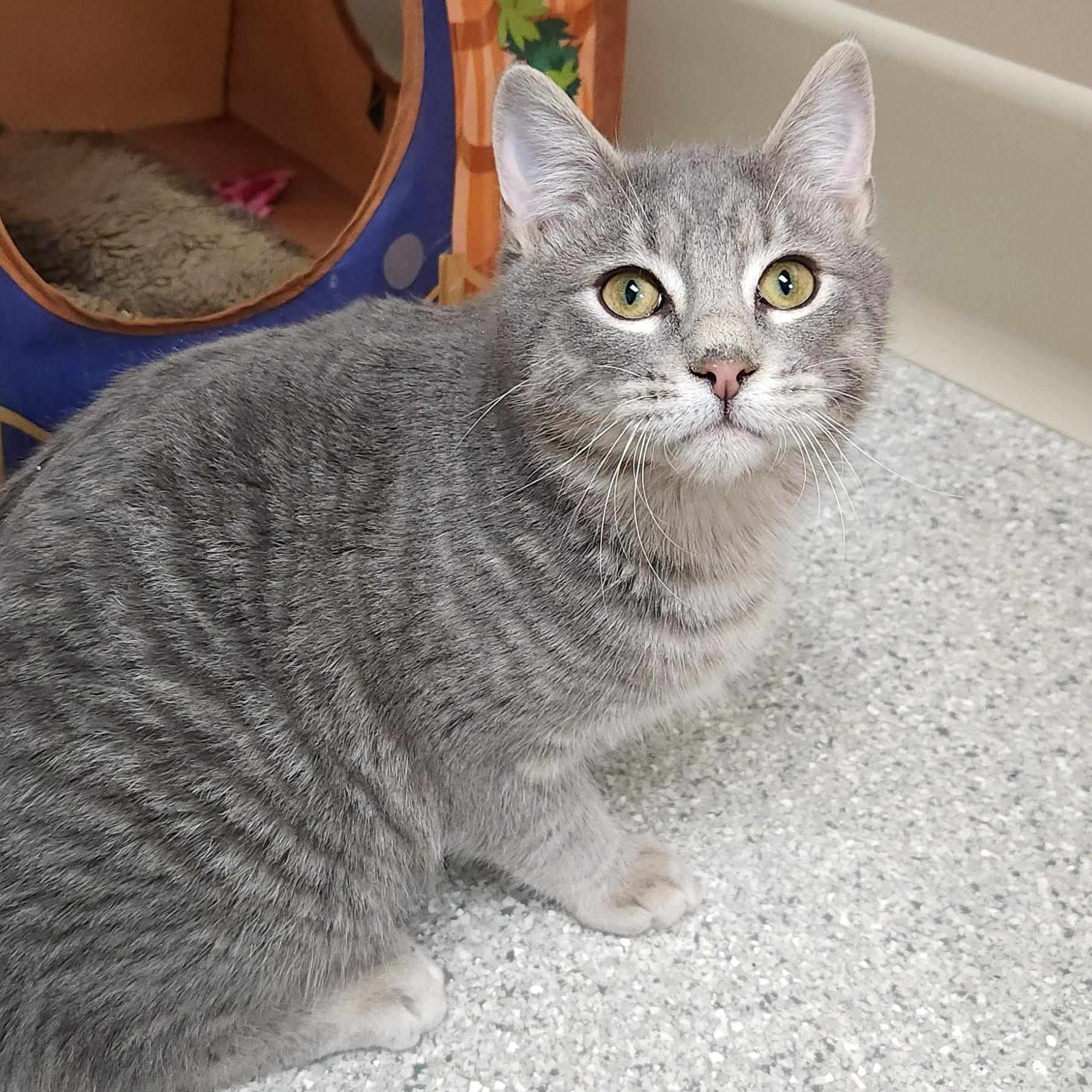 Enlarge Shortcake, a Adoptable Domestic Short Hair in Marshfield, WI image 5/6