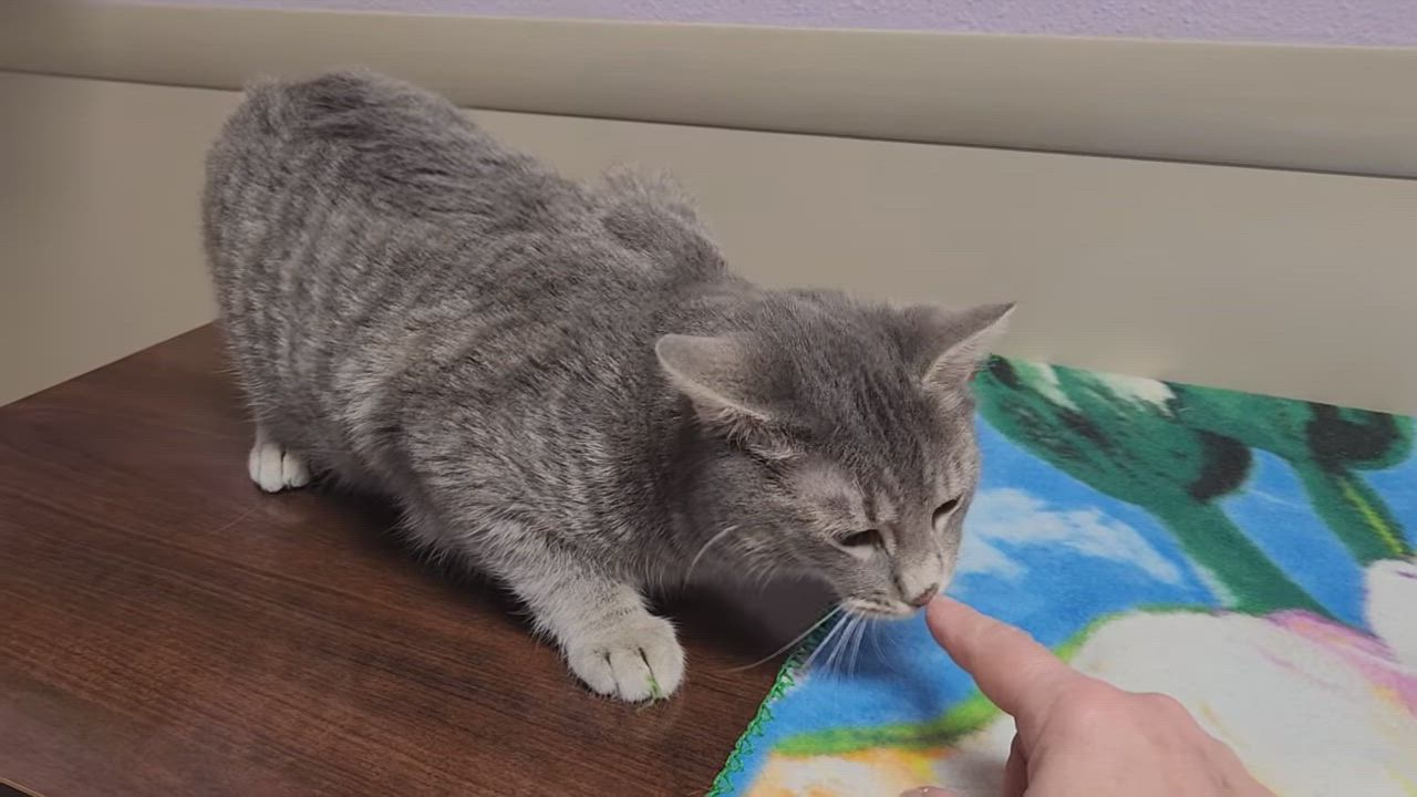 Enlarge Shortcake, a Adoptable Domestic Short Hair in Marshfield, WI video 6/6