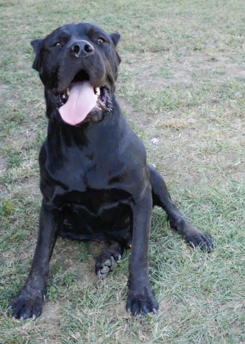Enlarge Dakota, an adopted Cane Corso in Norwood, GA image 1/5