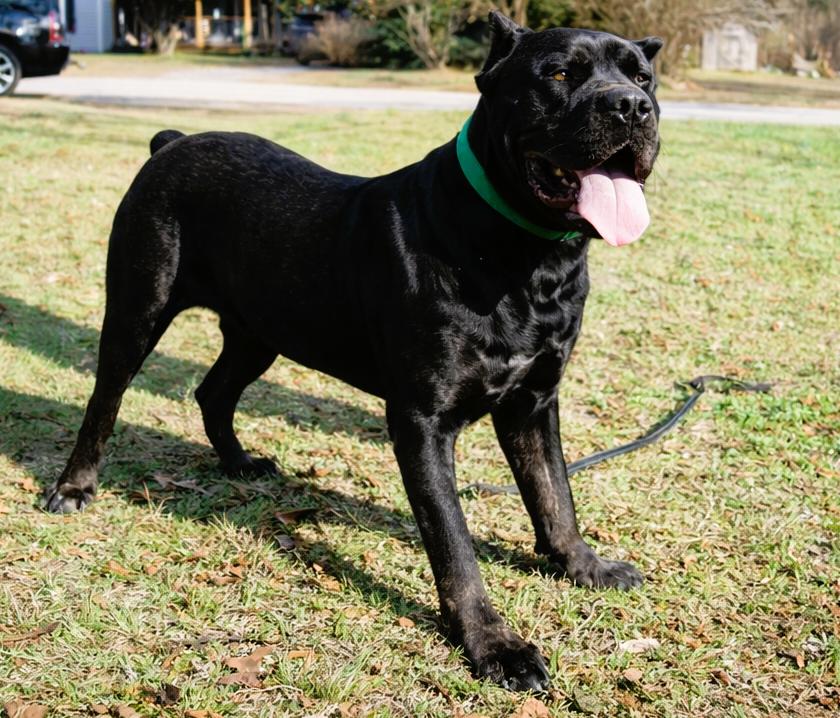Enlarge Dakota, an adopted Cane Corso in Norwood, GA image 5/5