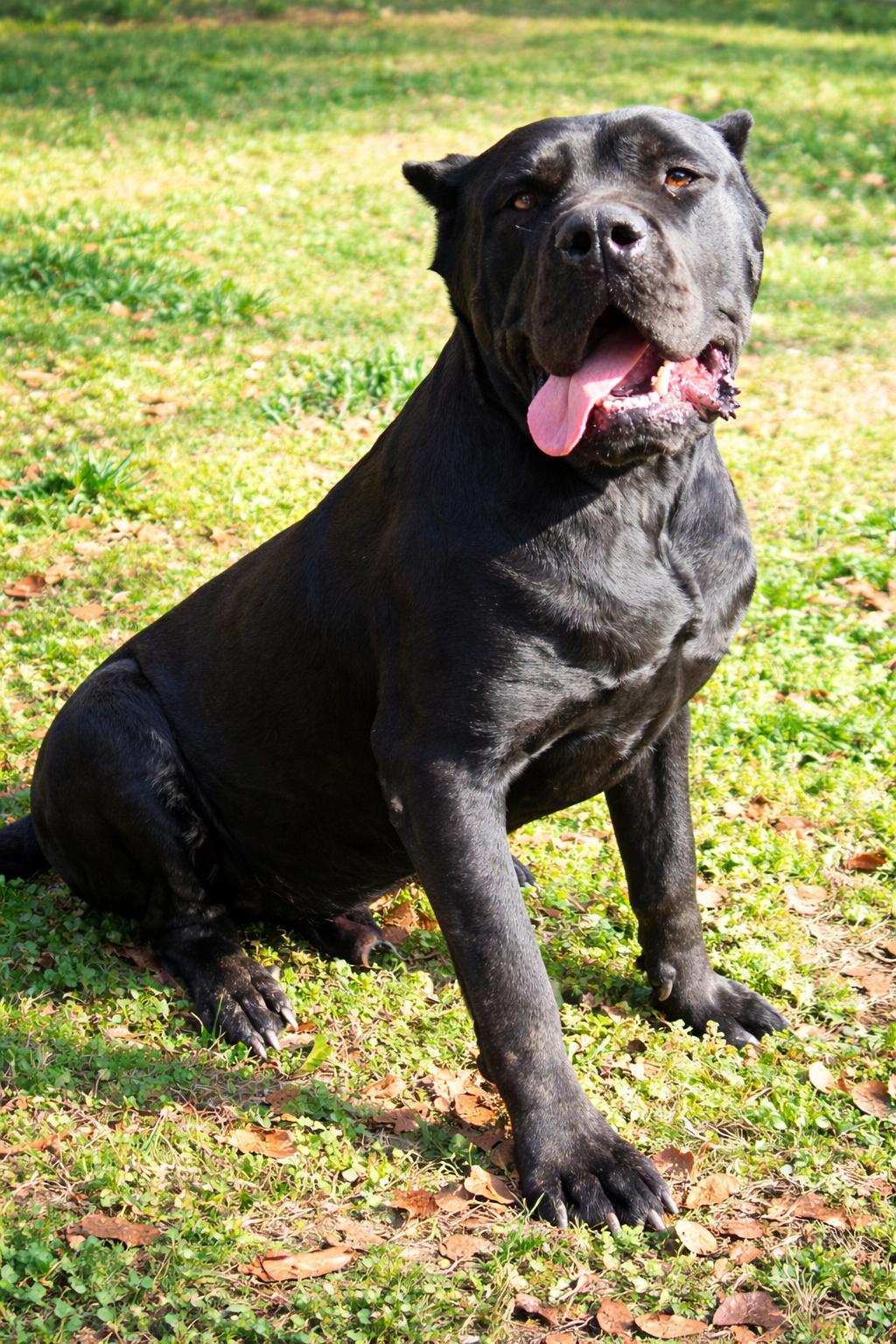 Enlarge Dakota, an adopted Cane Corso in Norwood, GA image 4/5