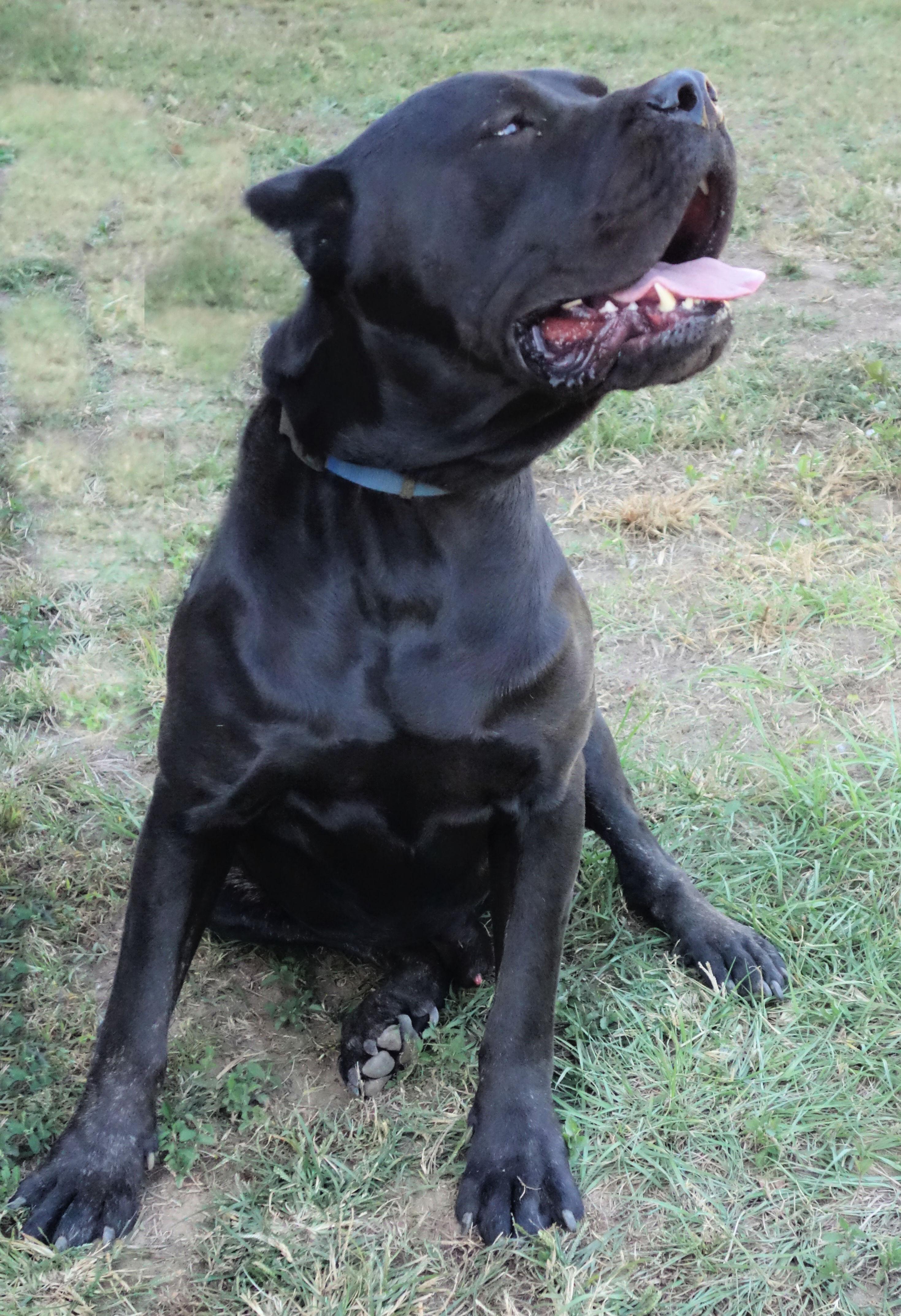 Enlarge Dakota, an adopted Cane Corso in Norwood, GA image 2/5