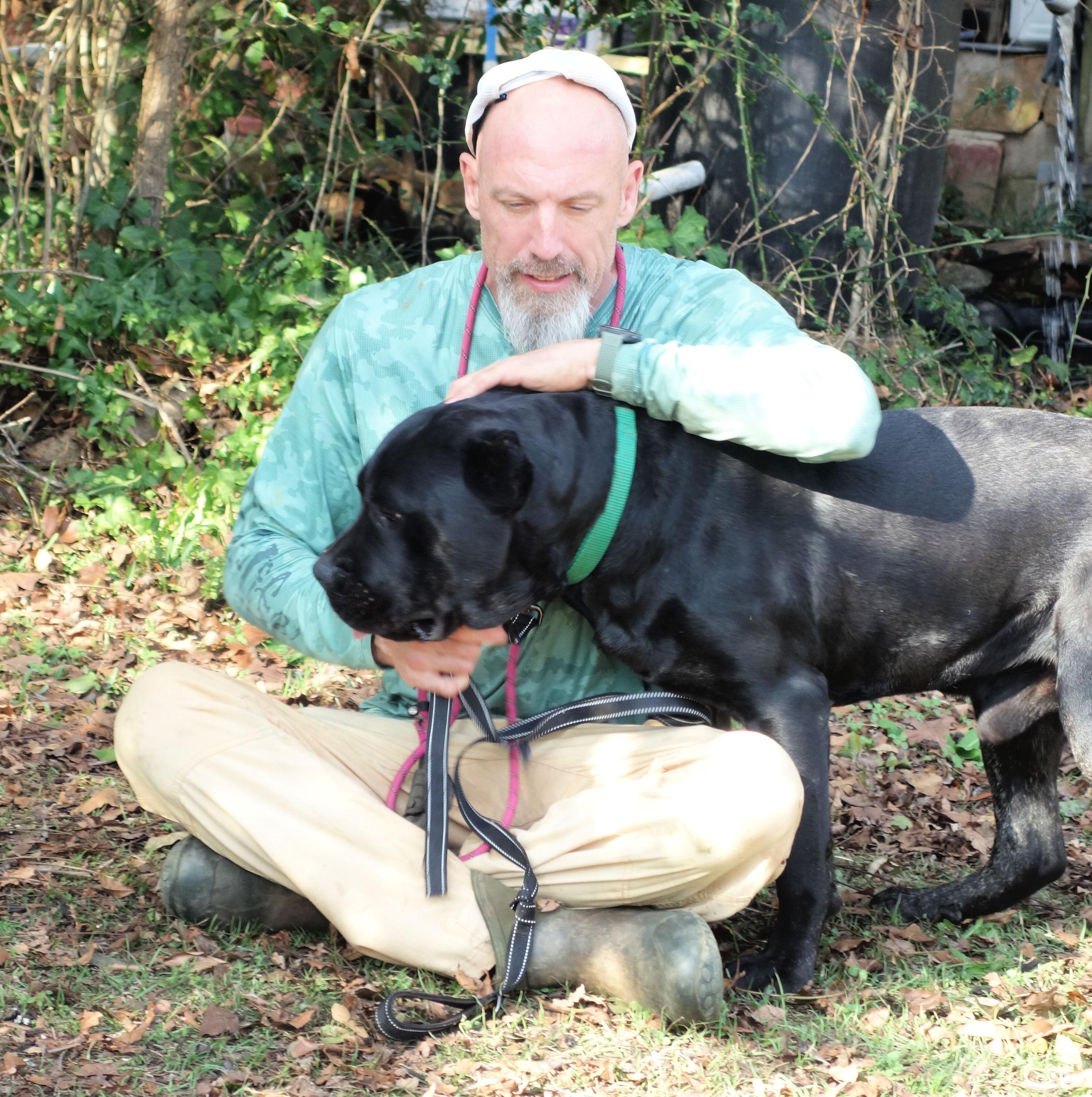 Enlarge Dakota, an adopted Cane Corso in Norwood, GA image 3/5