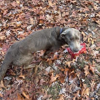 Rufus, a Adoptable Labrador Retriever in Pomona, MO image 4/6