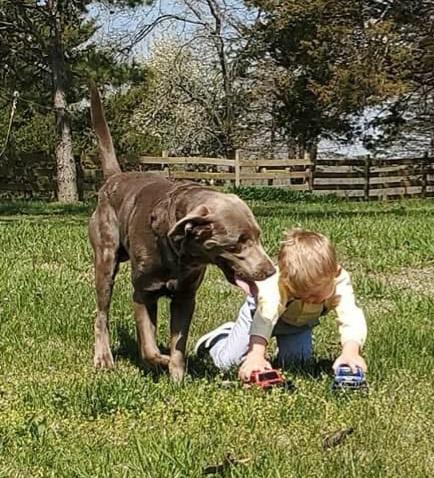 Rufus, a Adoptable Labrador Retriever in Pomona, MO image 2/6