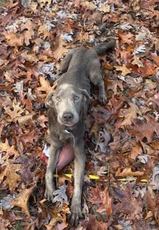 Rufus, a Adoptable Labrador Retriever in Pomona, MO image 1/6