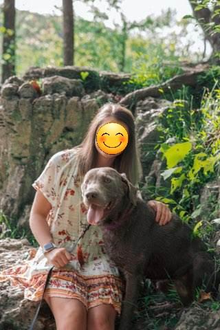 Rufus, a Adoptable Labrador Retriever in Pomona, MO image 3/6