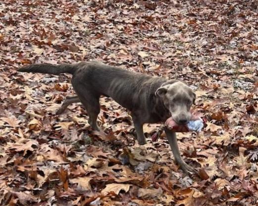 Rufus, a Adoptable Labrador Retriever in Pomona, MO image 5/6