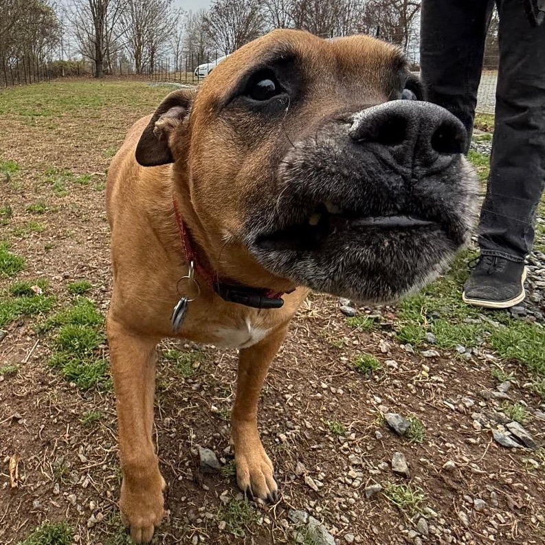 Enlarge Riley, a Adoptable mixed breed in Greensboro, NC image 2/3