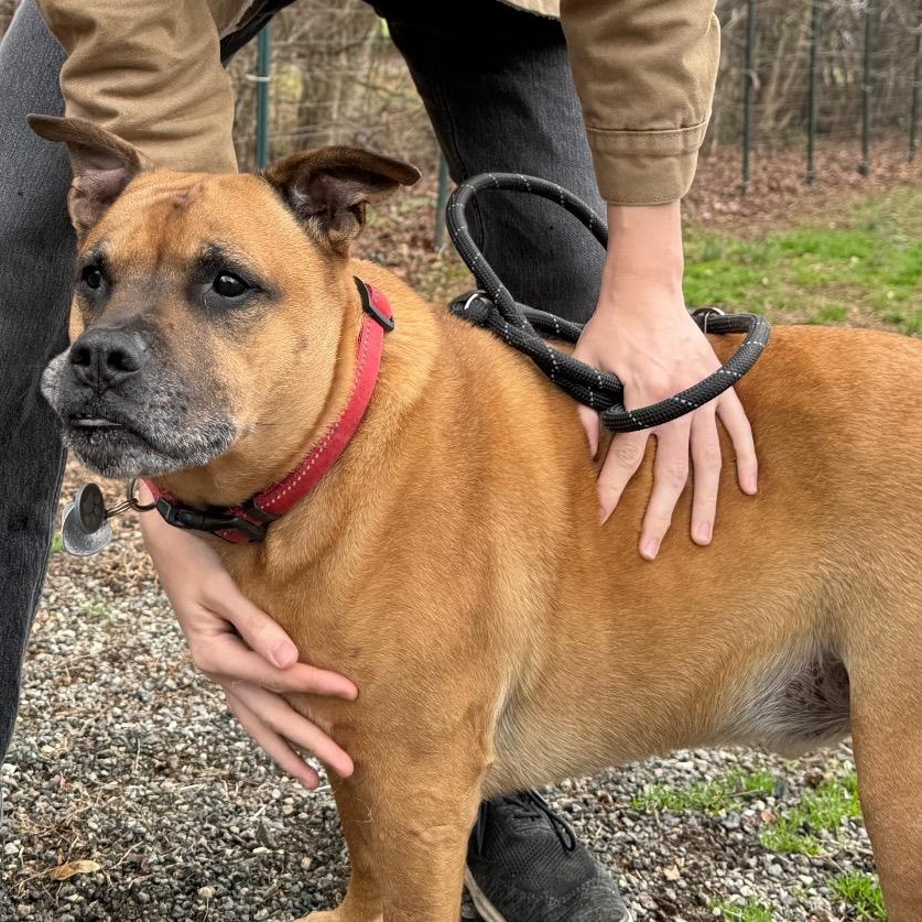 Enlarge Riley, a Adoptable mixed breed in Greensboro, NC image 3/3