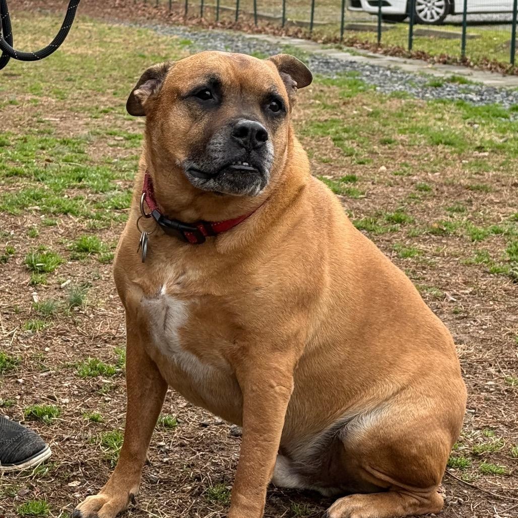 Enlarge Riley, a Adoptable mixed breed in Greensboro, NC image 1/3